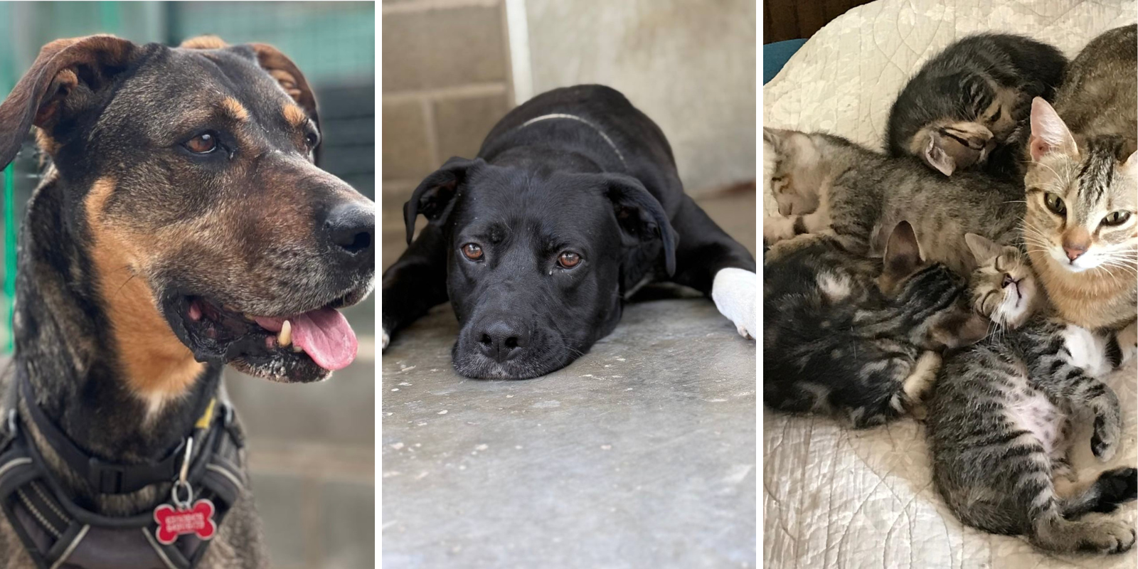 Animals en adopció: Tim, Tuko i Gatets en adopció. FOTO: Cedida