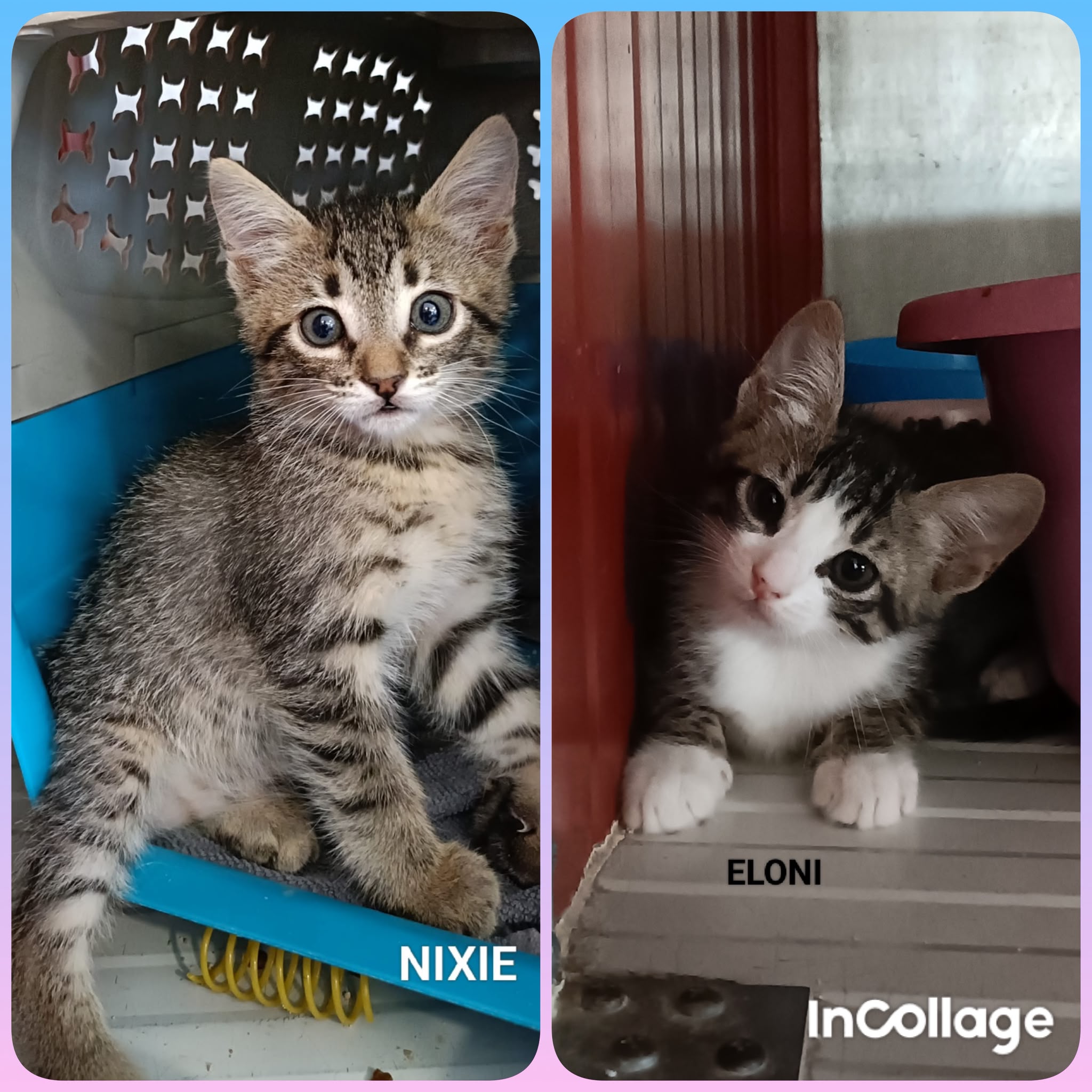 Nixie i Eloni, gatetes