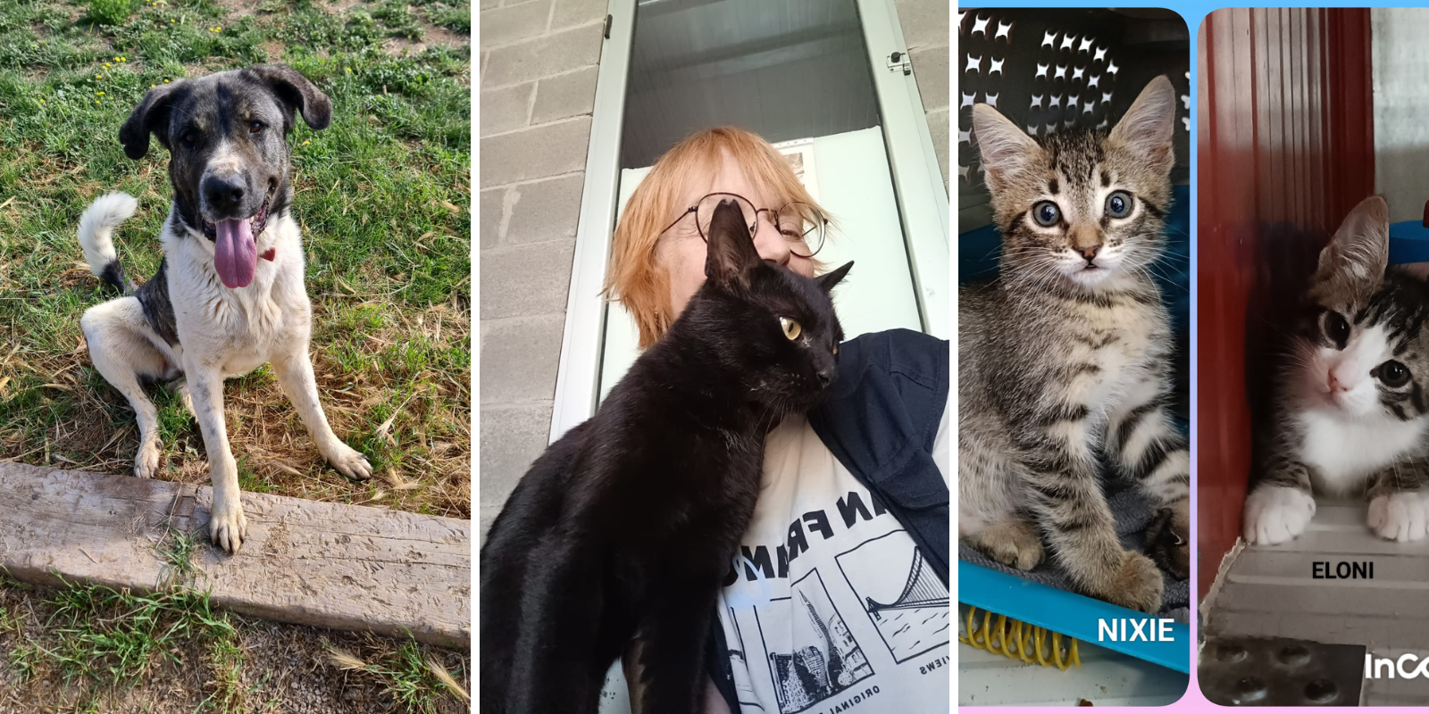 Animals en adopció: Ted, Bertok i Nixie i Eloni. FOTO: Cedida