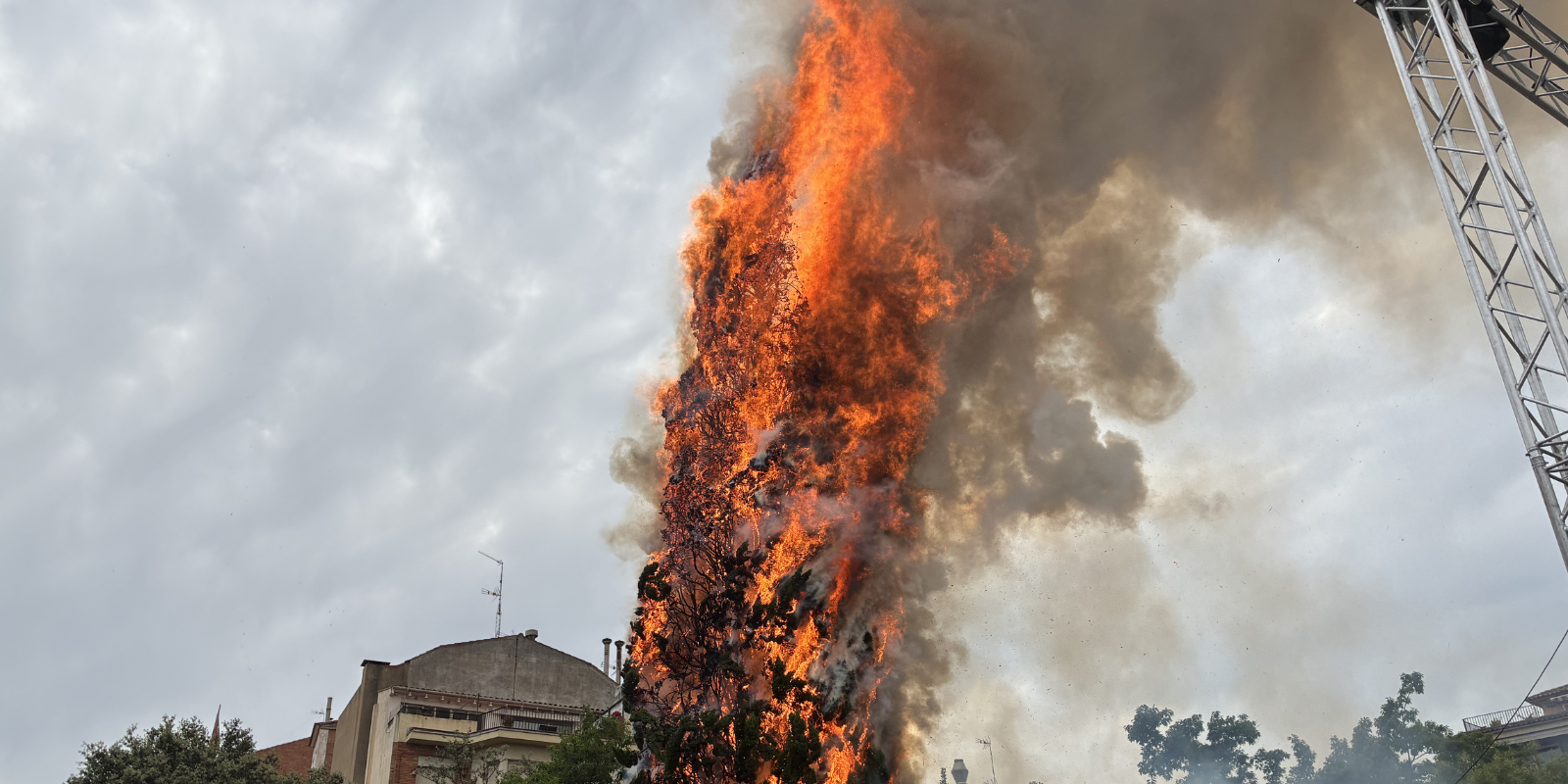 El xiprer cremat. FOTO: TOT Sant Cugat