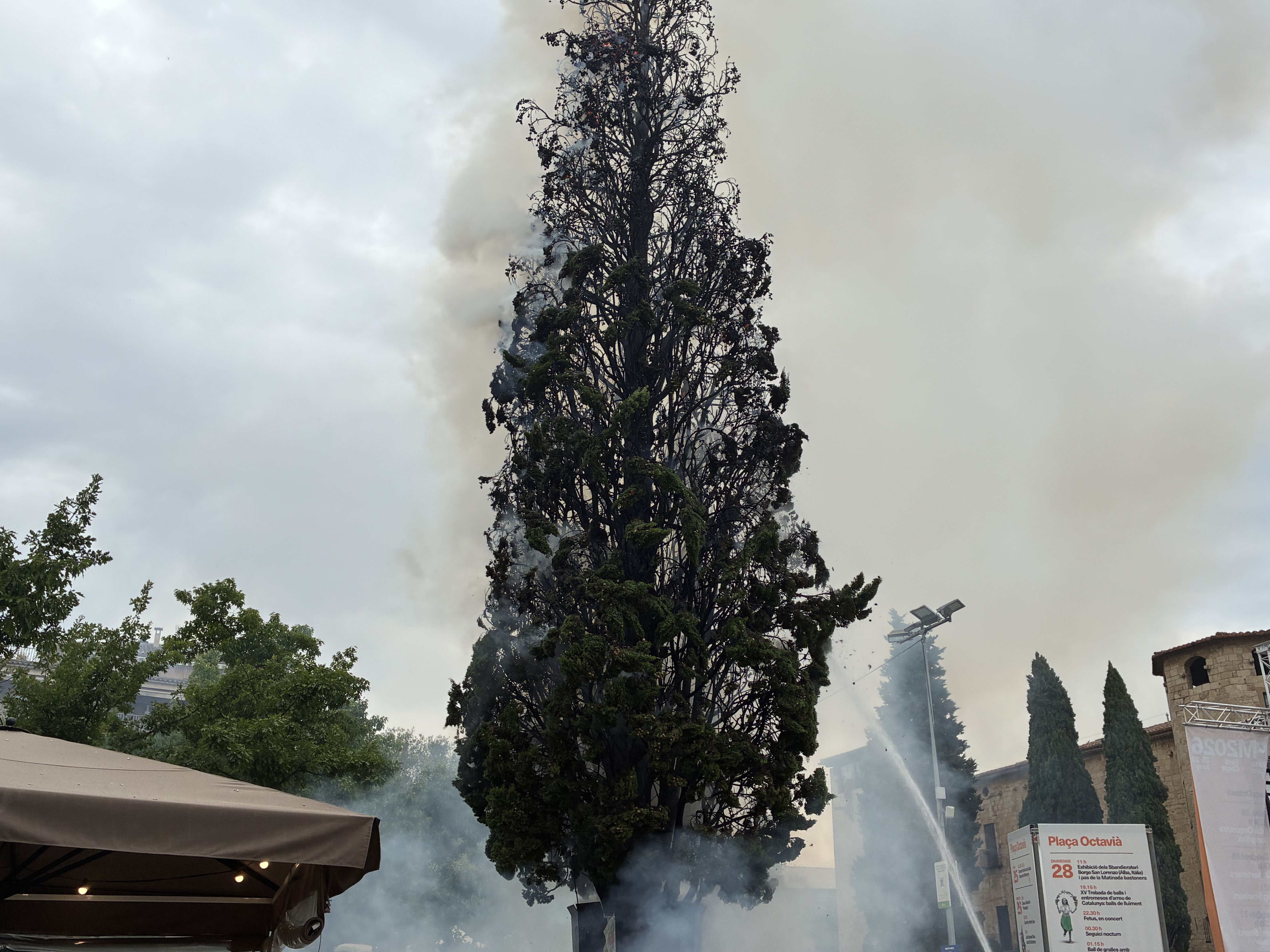 El xiprer cremat. FOTO: TOT Sant Cugat
