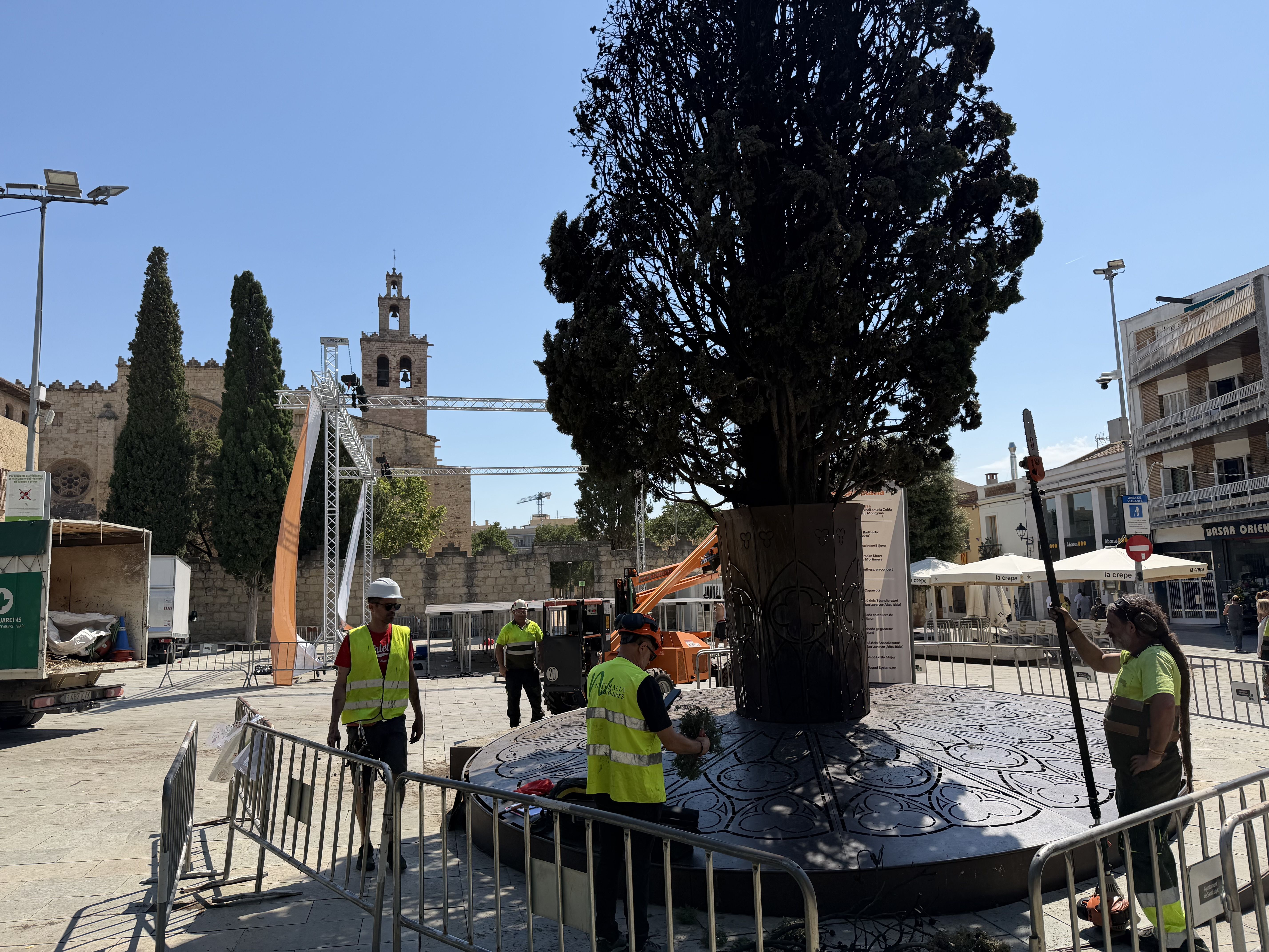 Treballs d'anàlisi del xiprer FOTO: TOT Sant Cugat