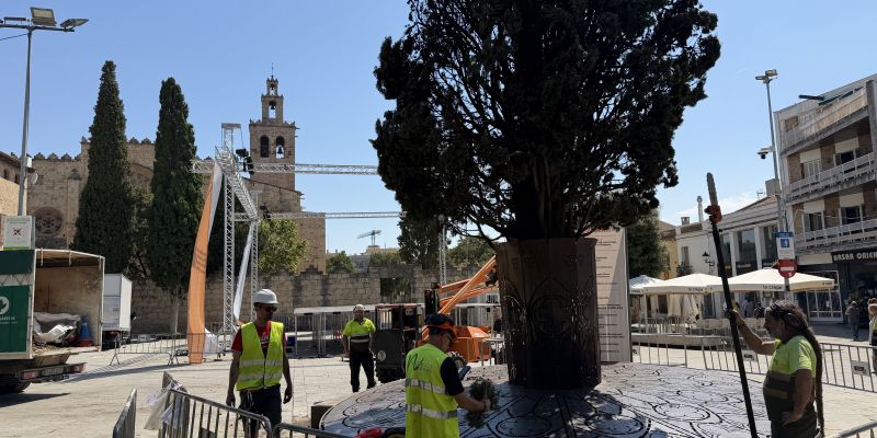 Treballs d'anàlisi del xiprer FOTO: TOT Sant Cugat