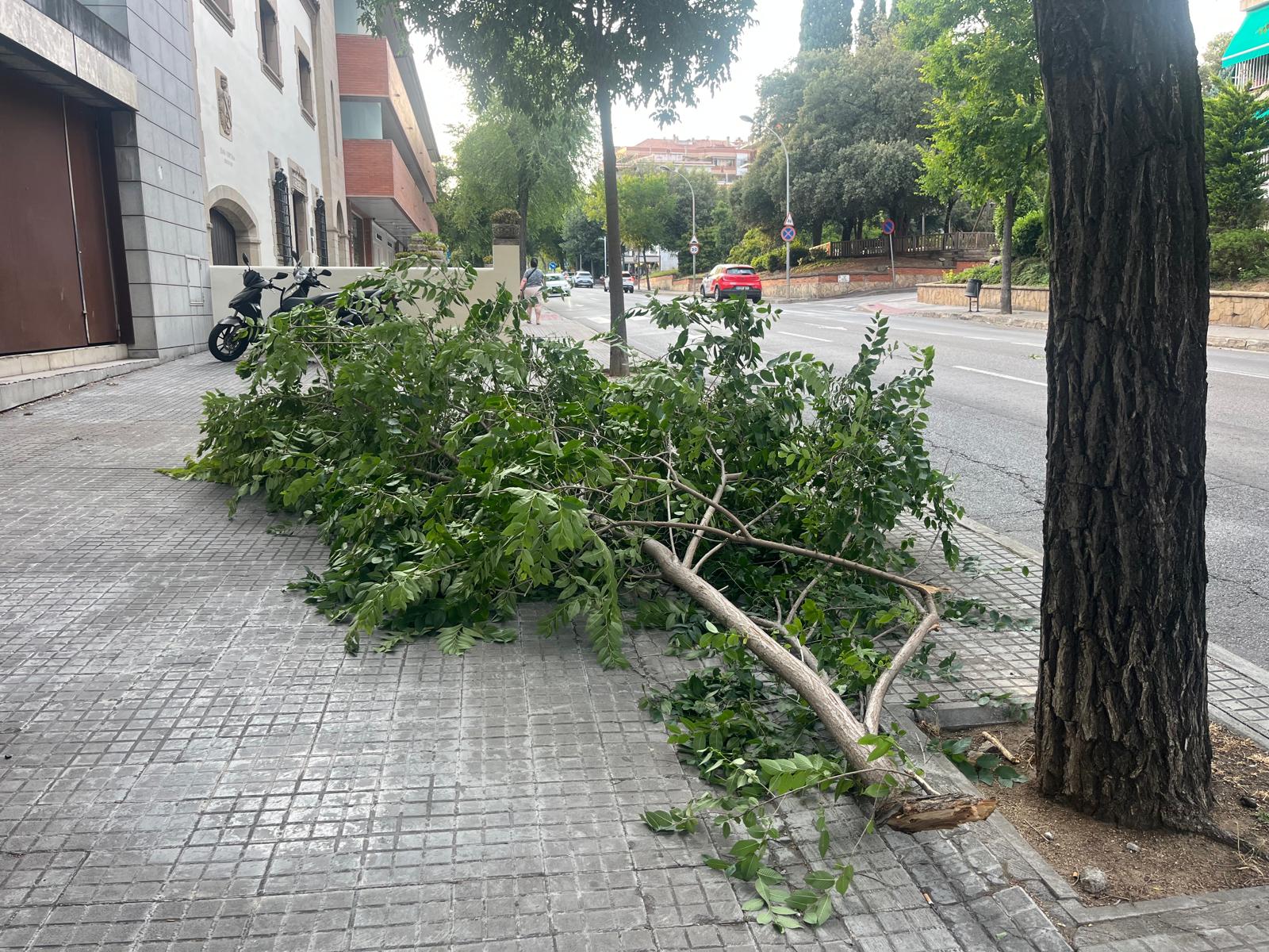 Branca caiguda a l'avinguda Rius i Taulet. FOTO: TOT Sant Cugat.