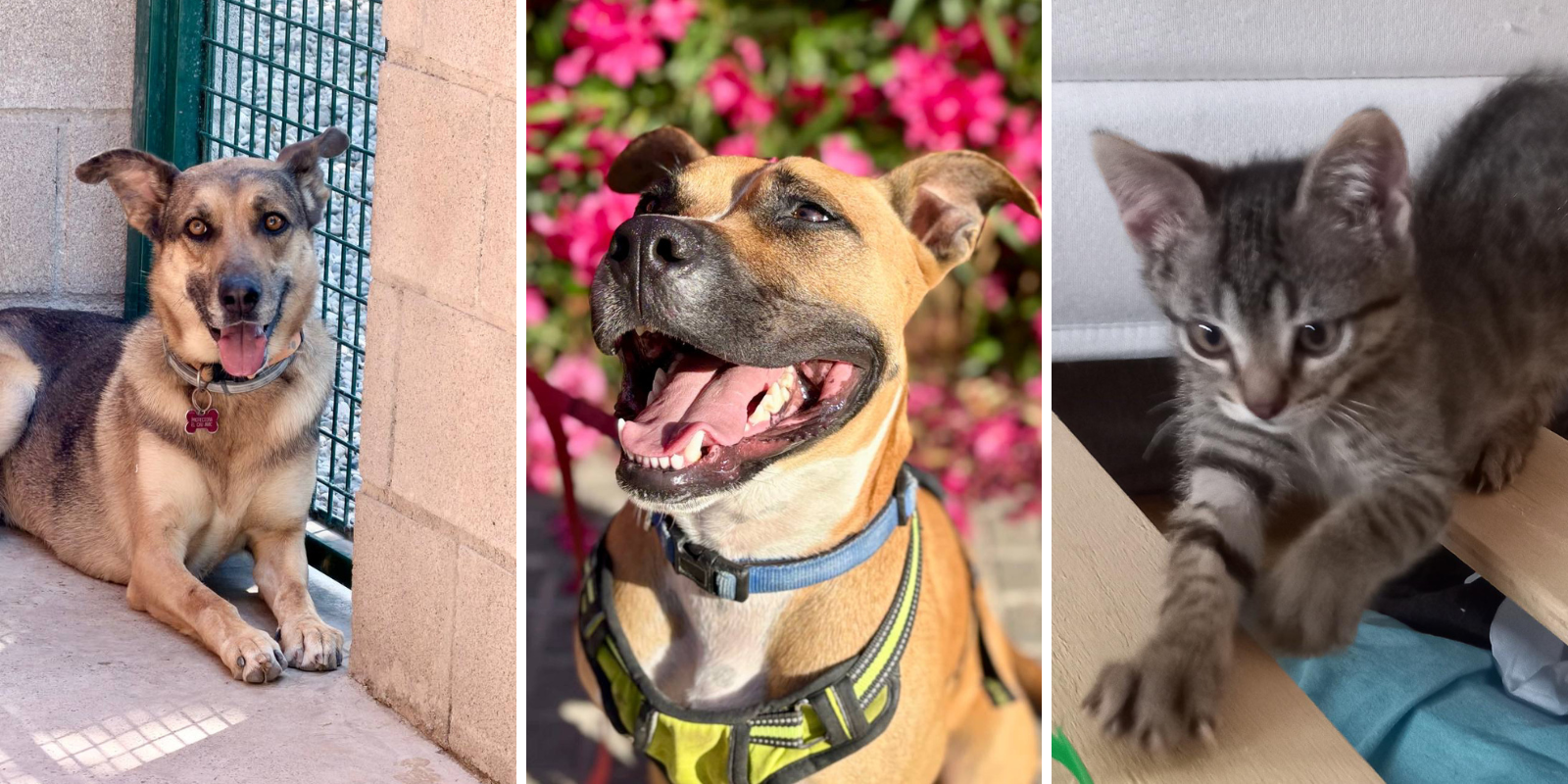 Animals en adopció: Tutsi, Spy i Kuro i Kyo. FOTO: Cedida