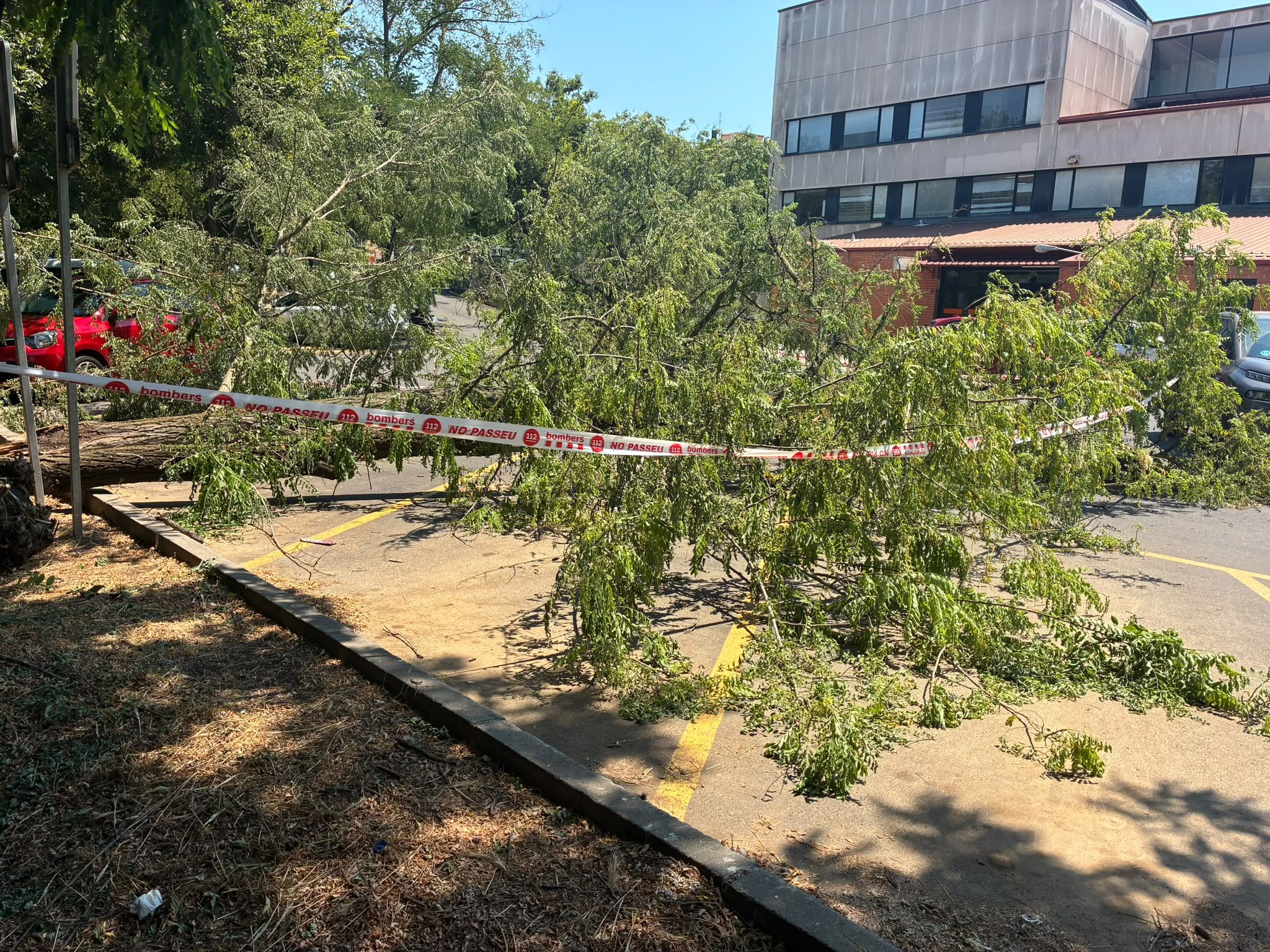 La branca al pàrquing del CAP de Sant Cugat. FOTO: TOT Sant Cugat.