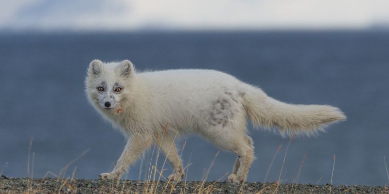 zorrito 3