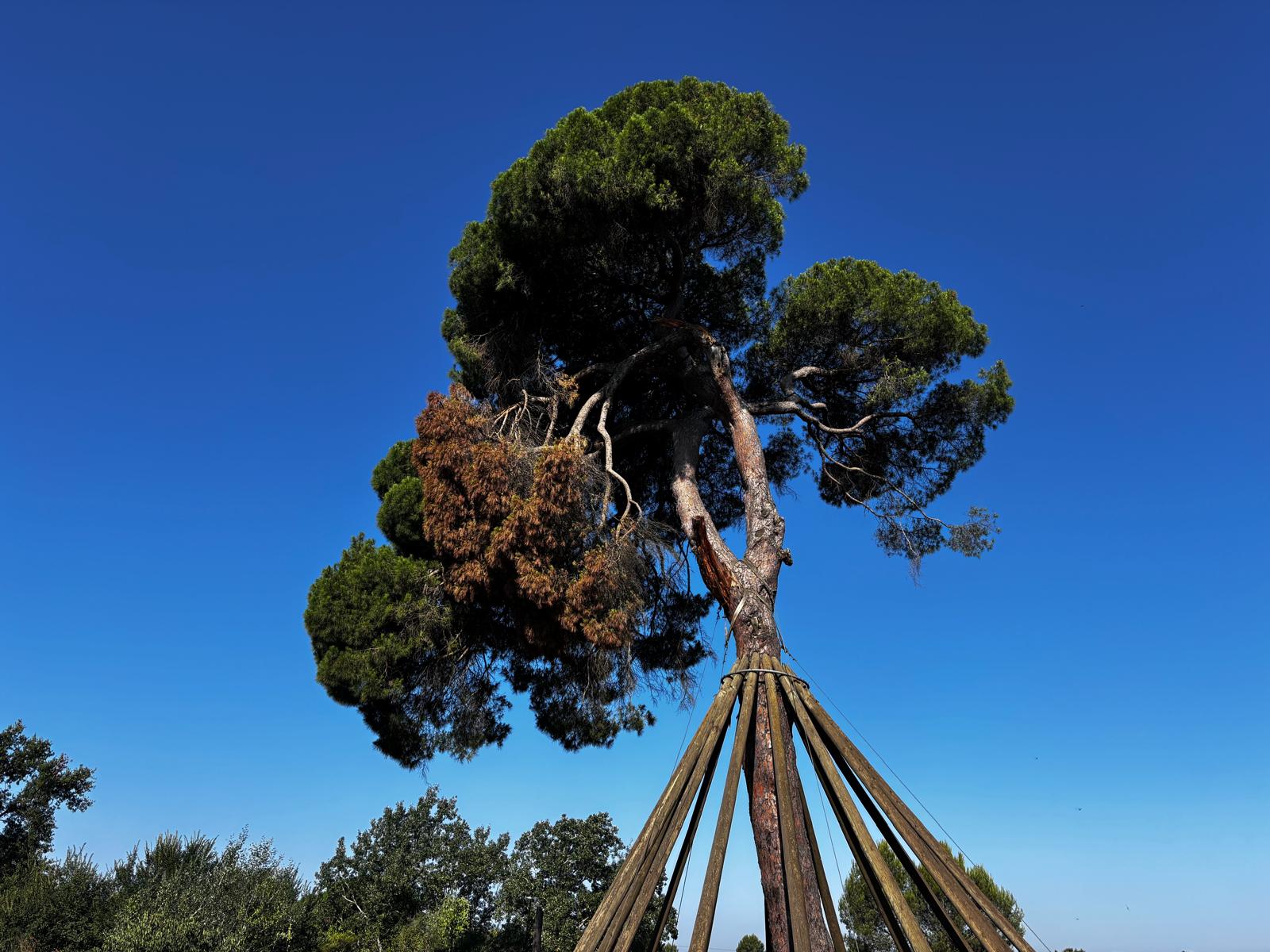 El Pi d'en Xandri amb la branca esberlada FOTO: JR Armadàs