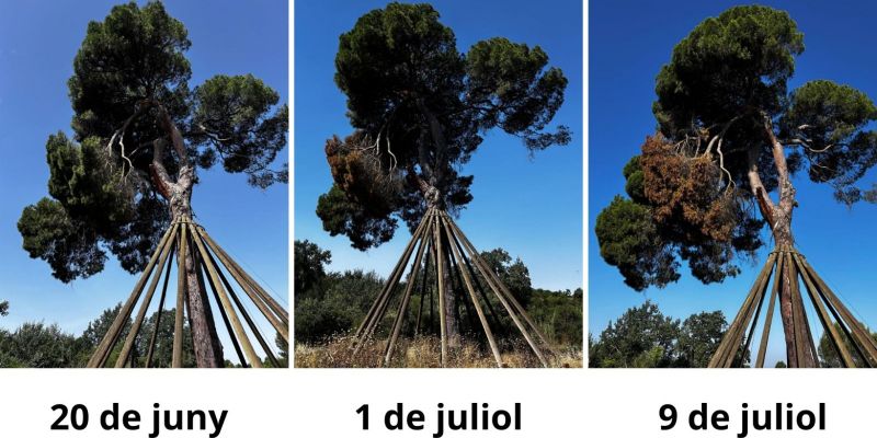 Evolució de la branca danyada del Pi d'en Xandri