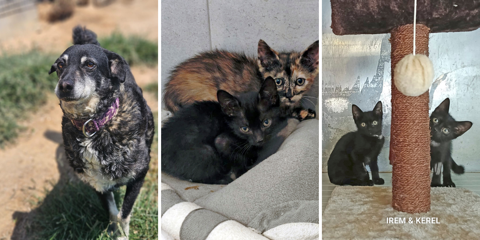 Animals en adopció: Twister, Eba i Sheyla, Irem i Kerel. FOTO: Cedida