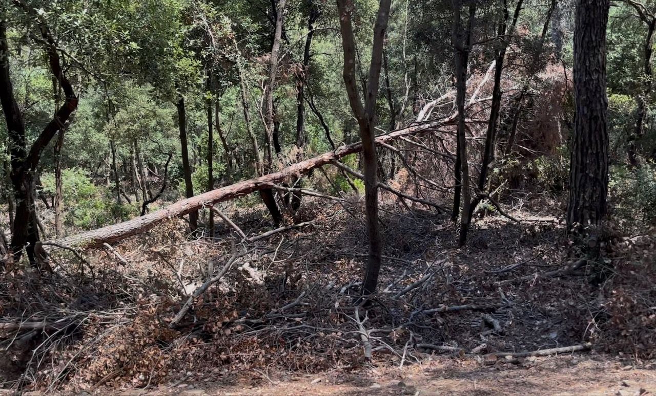 Acumulació de llenya seca al bosc de Collserola
