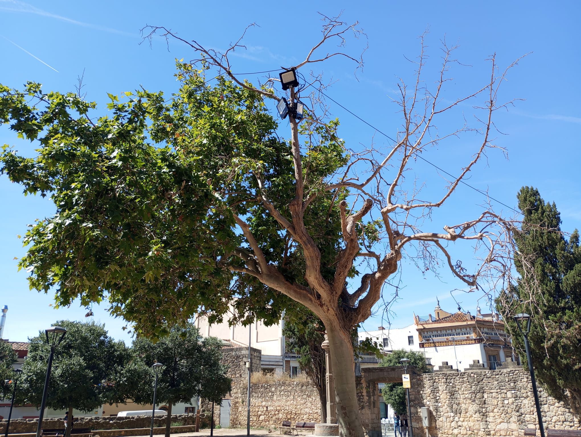 La poda d'un plataner davant del Monestir