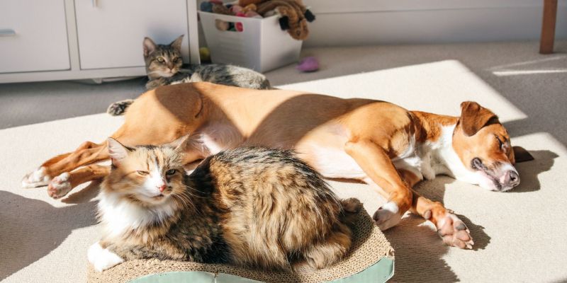 Els mesos d’estiu, coincidint amb les vacances de moltes famílies, poden ser un bon moment per adoptar. FOTO: Cedida