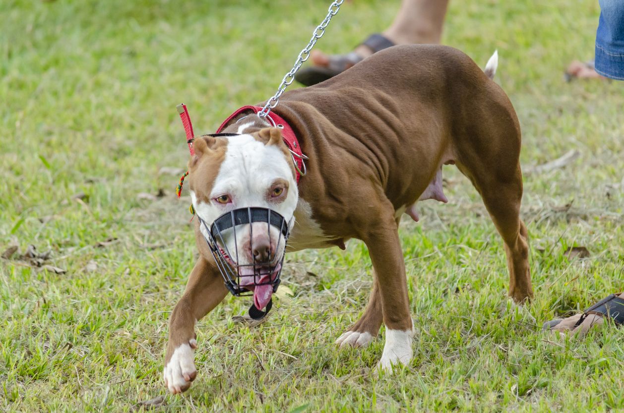 Un dels gossos considerat potencialment perillós. FOTO: iStock