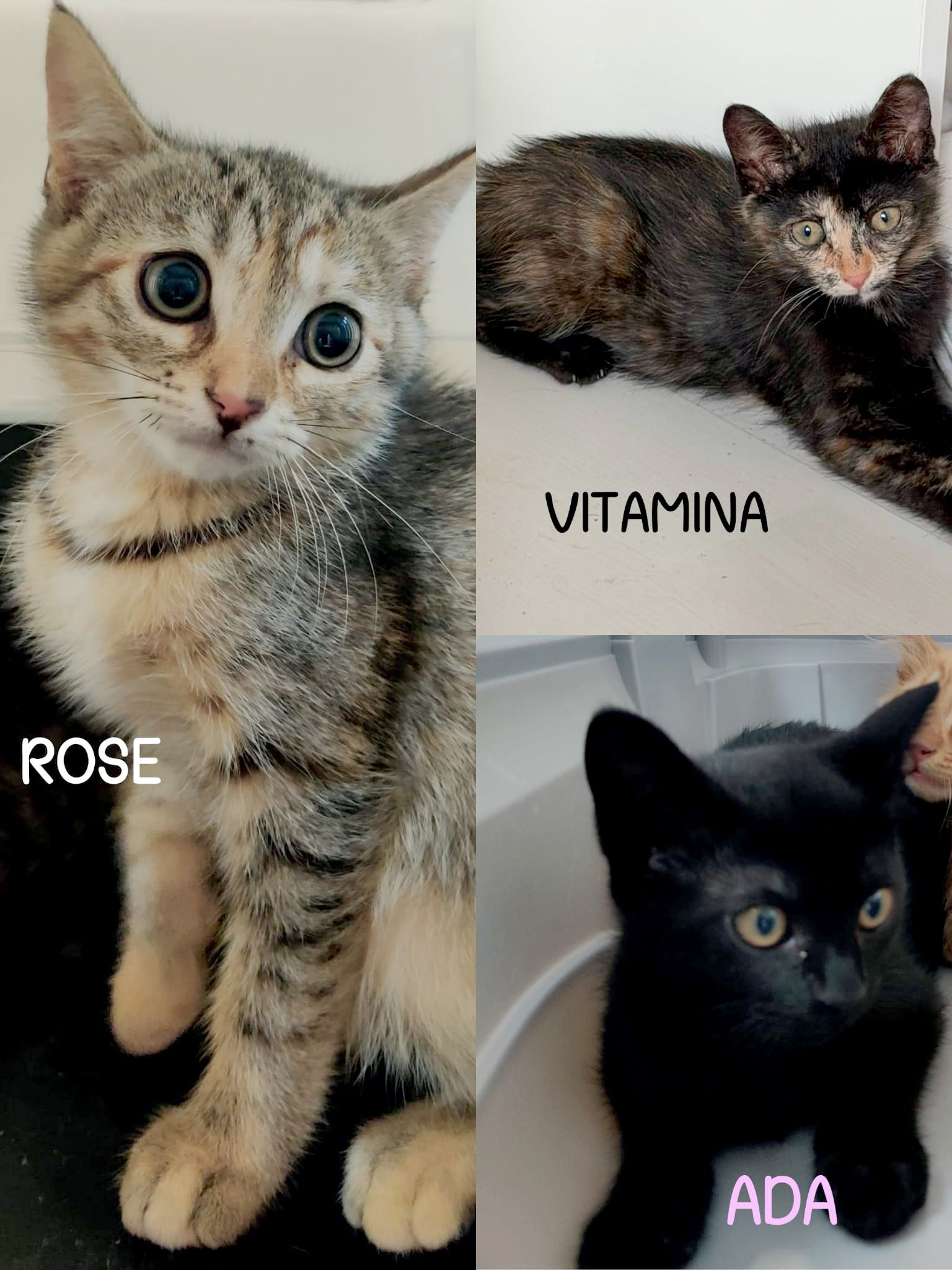 ANIMALS   Rose.Vitamina.Ada