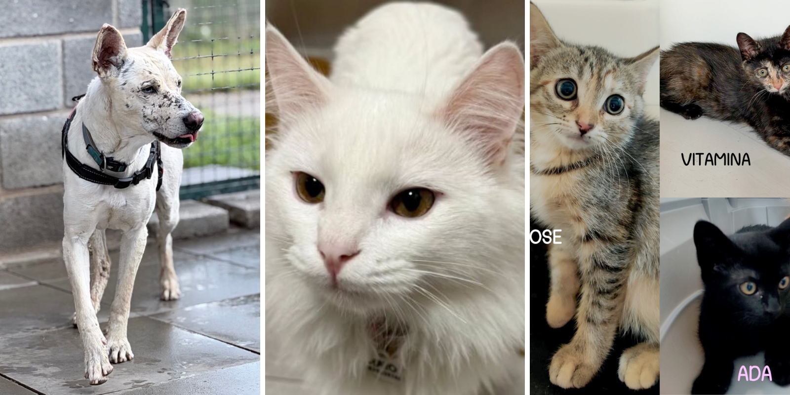 Animals en adopció:  Rex, Rayo, Rose, Vitamina i Ada. FOTO: Cedida