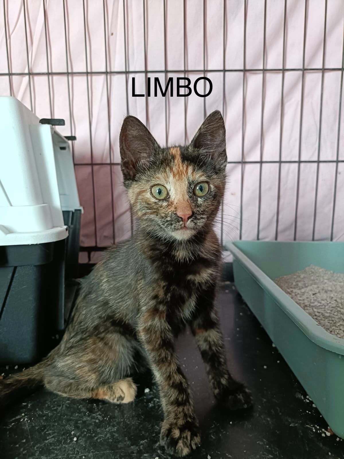 ANIMALS LIMBO bd9e3b13 6a02 4ad3 bf23 0fb4b2030ee7