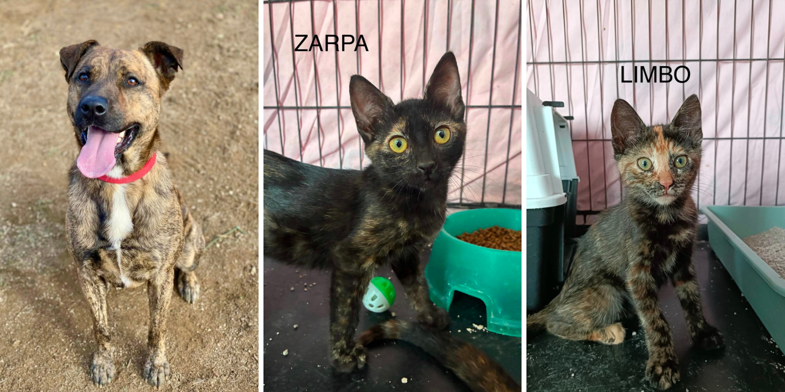 Animals en adopció: Coco, Zarpa i Limbo. FOTO: Cedida