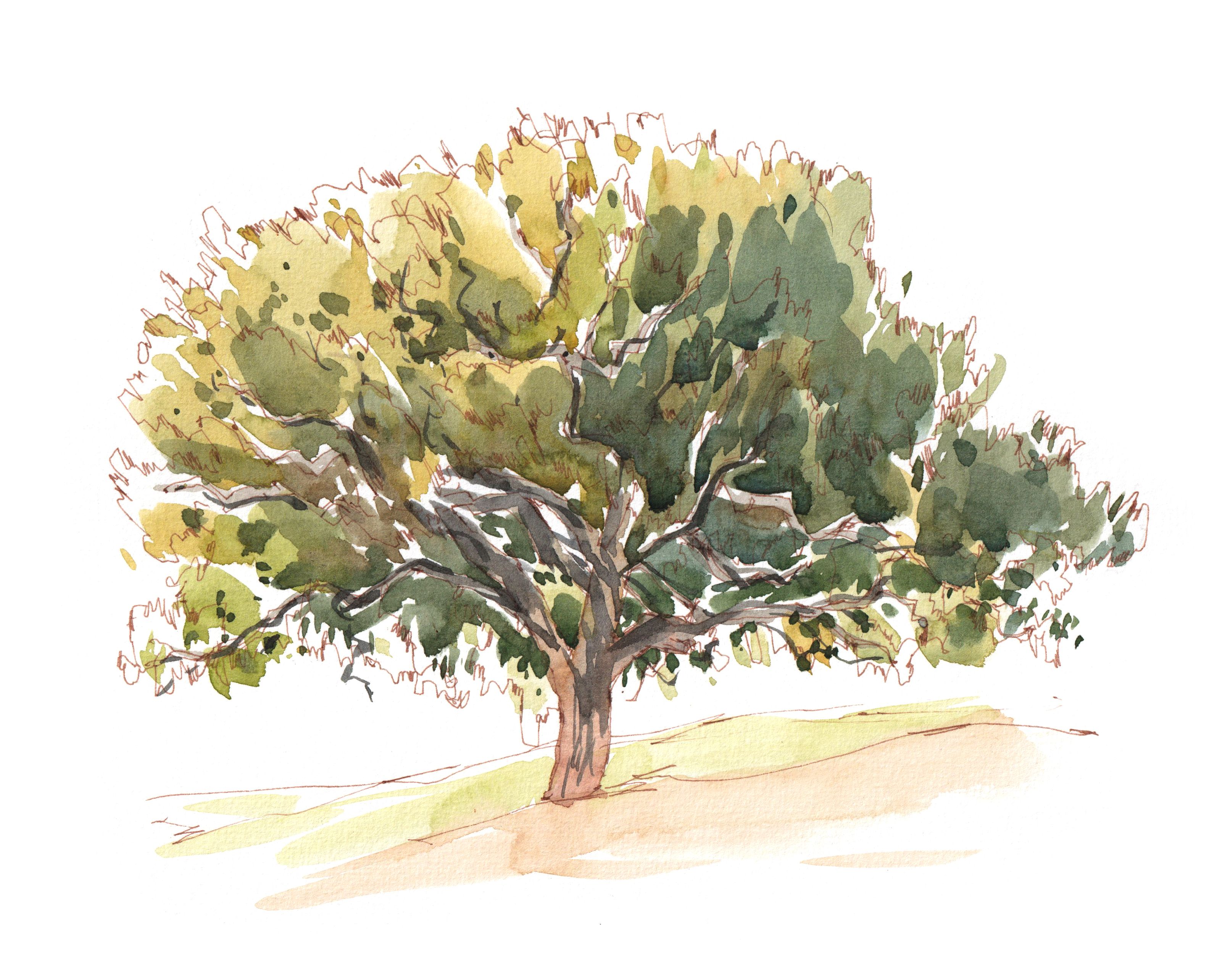 Il·lustració del roure gros del camp de golf. DIBUIX: Dani Pagans 