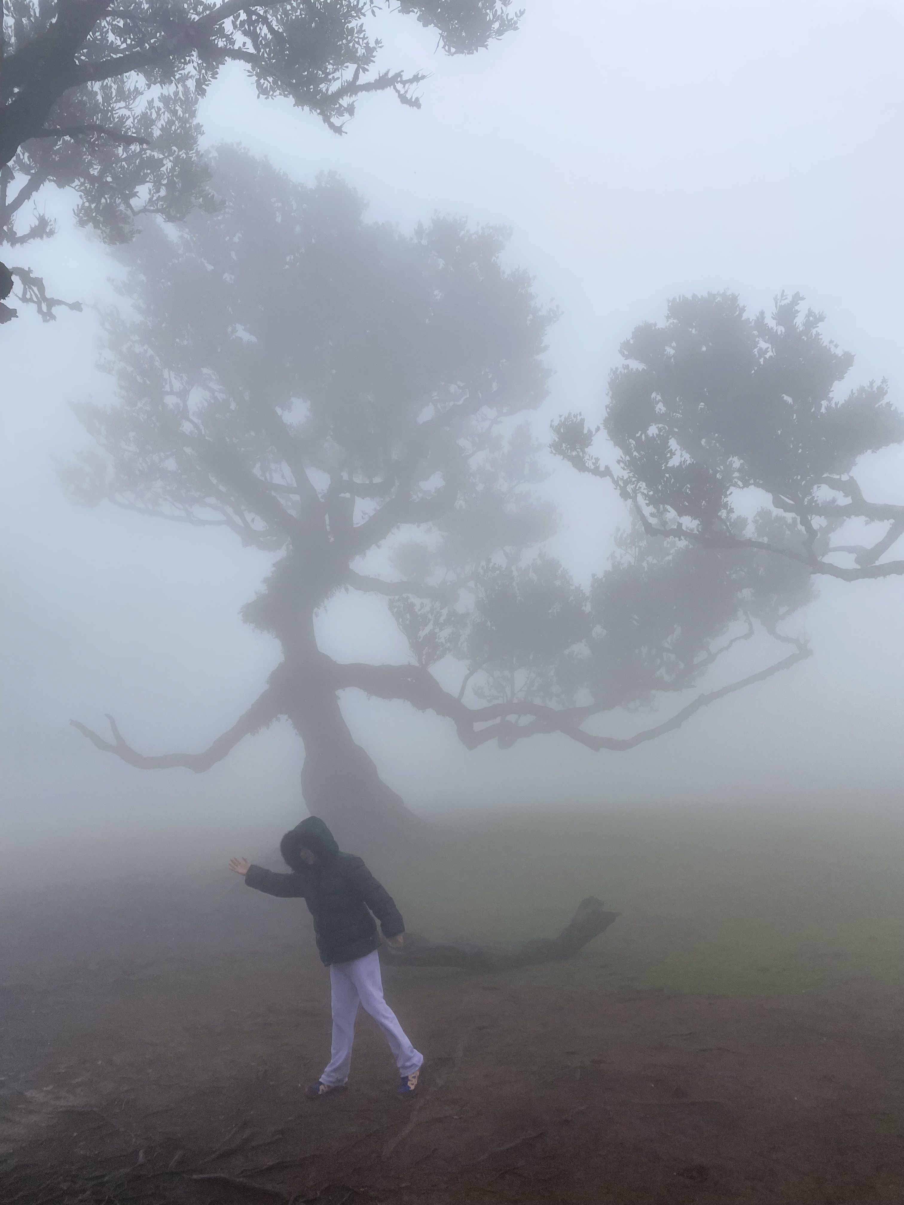Dancing tree · Madeira FOTO: Daisy De Abreu Goncalves