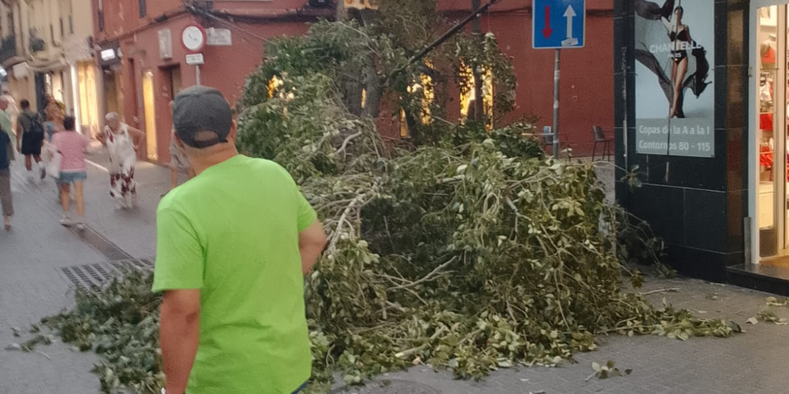 La branca ha caigut a la plaça del Doctor Galtés. FOTO: Cedida