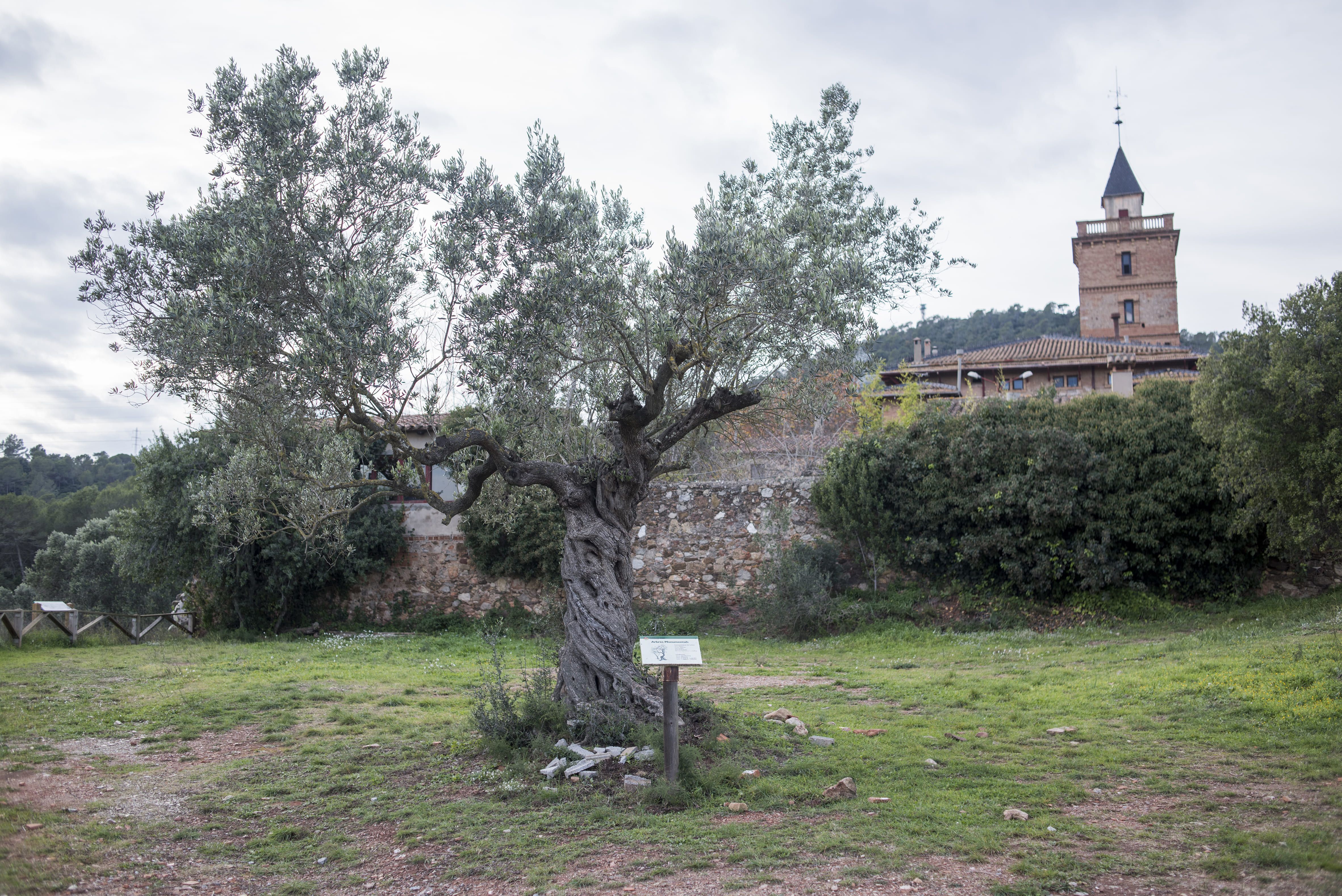 Alzina de Can Monmany. FOTO: Arxiu 