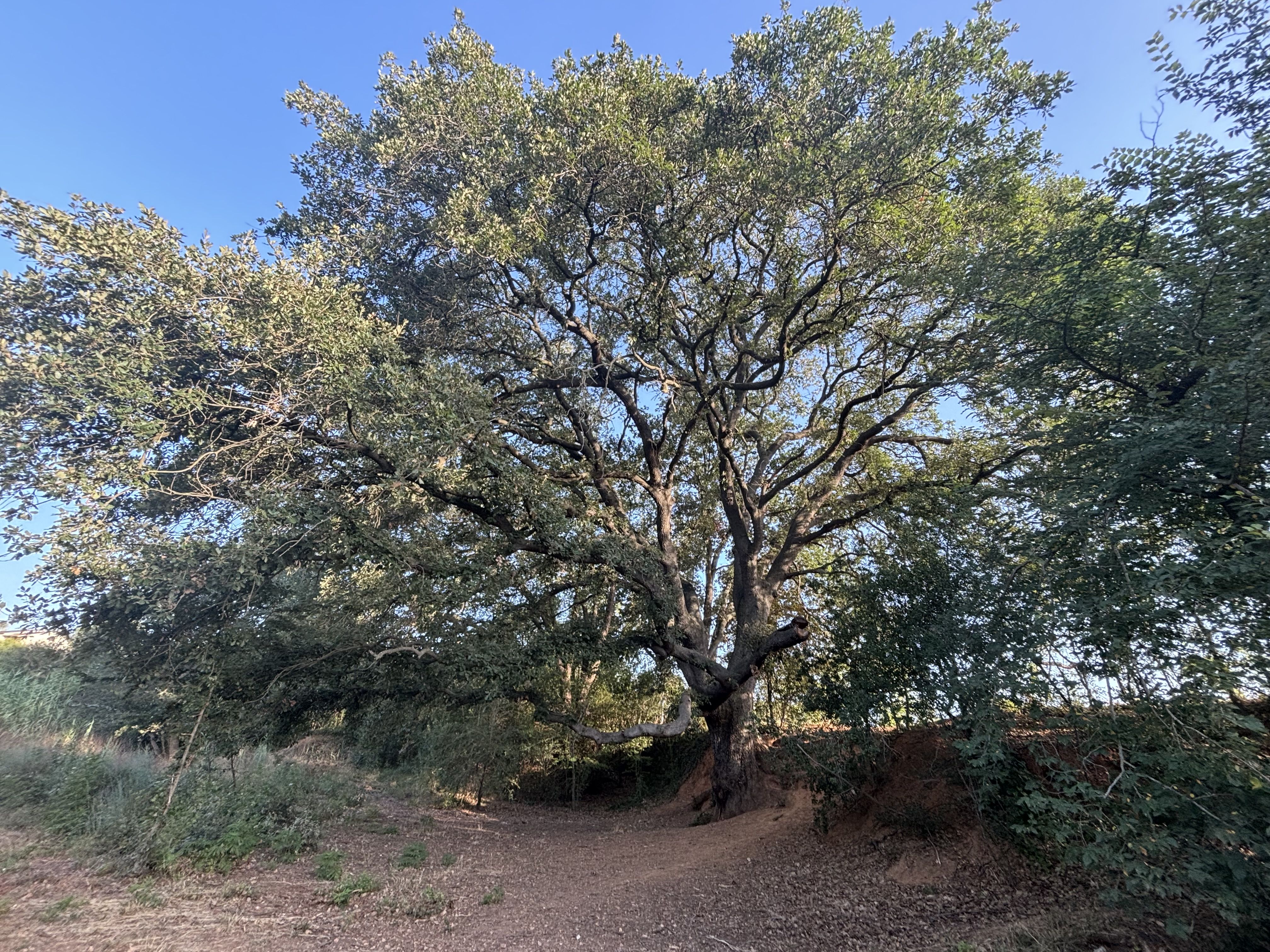 Roure de Sant Crist. FOTO: Arxiu