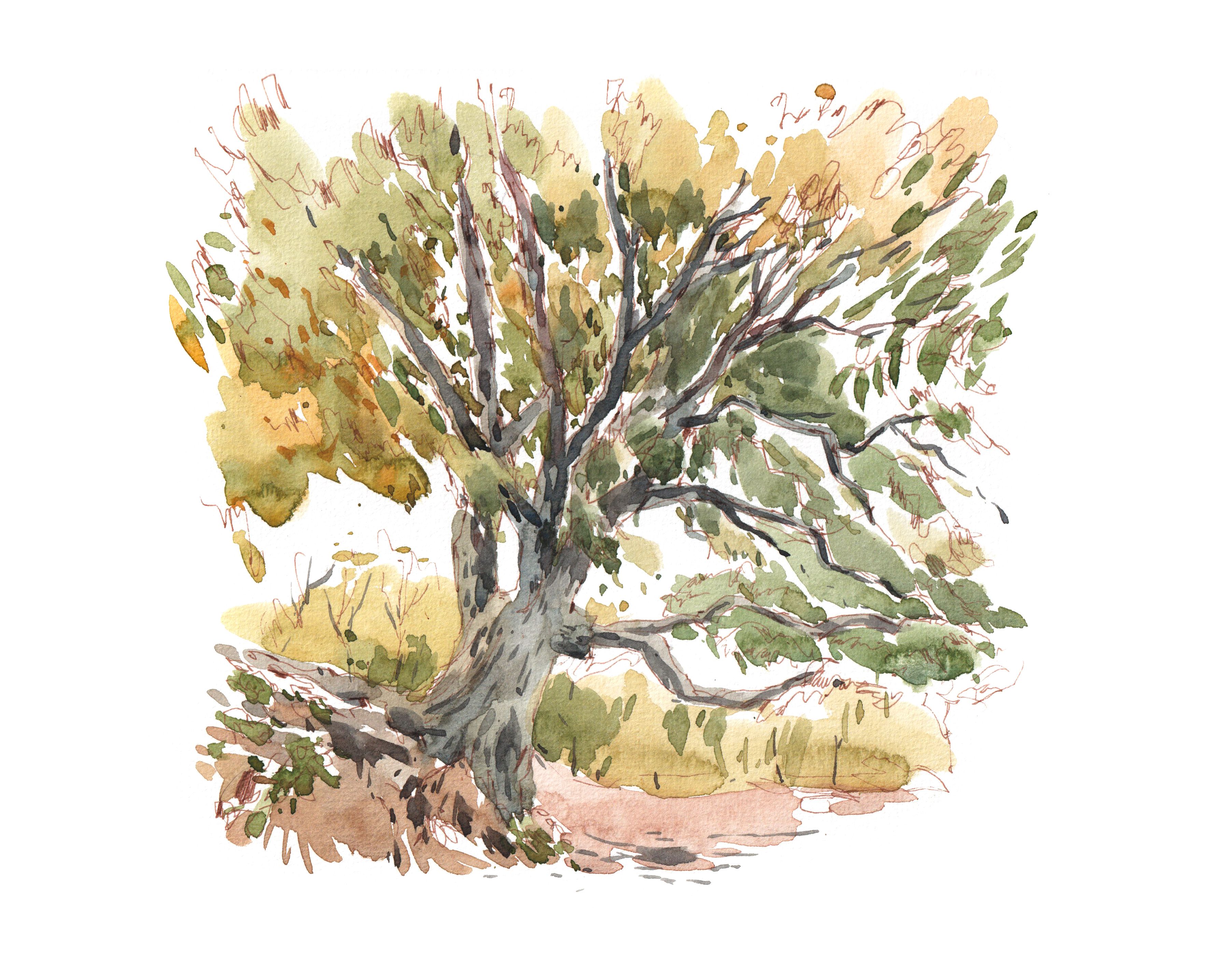 Il·lustració del roure de Sant Crist. Dibuix: Daniel Pagans