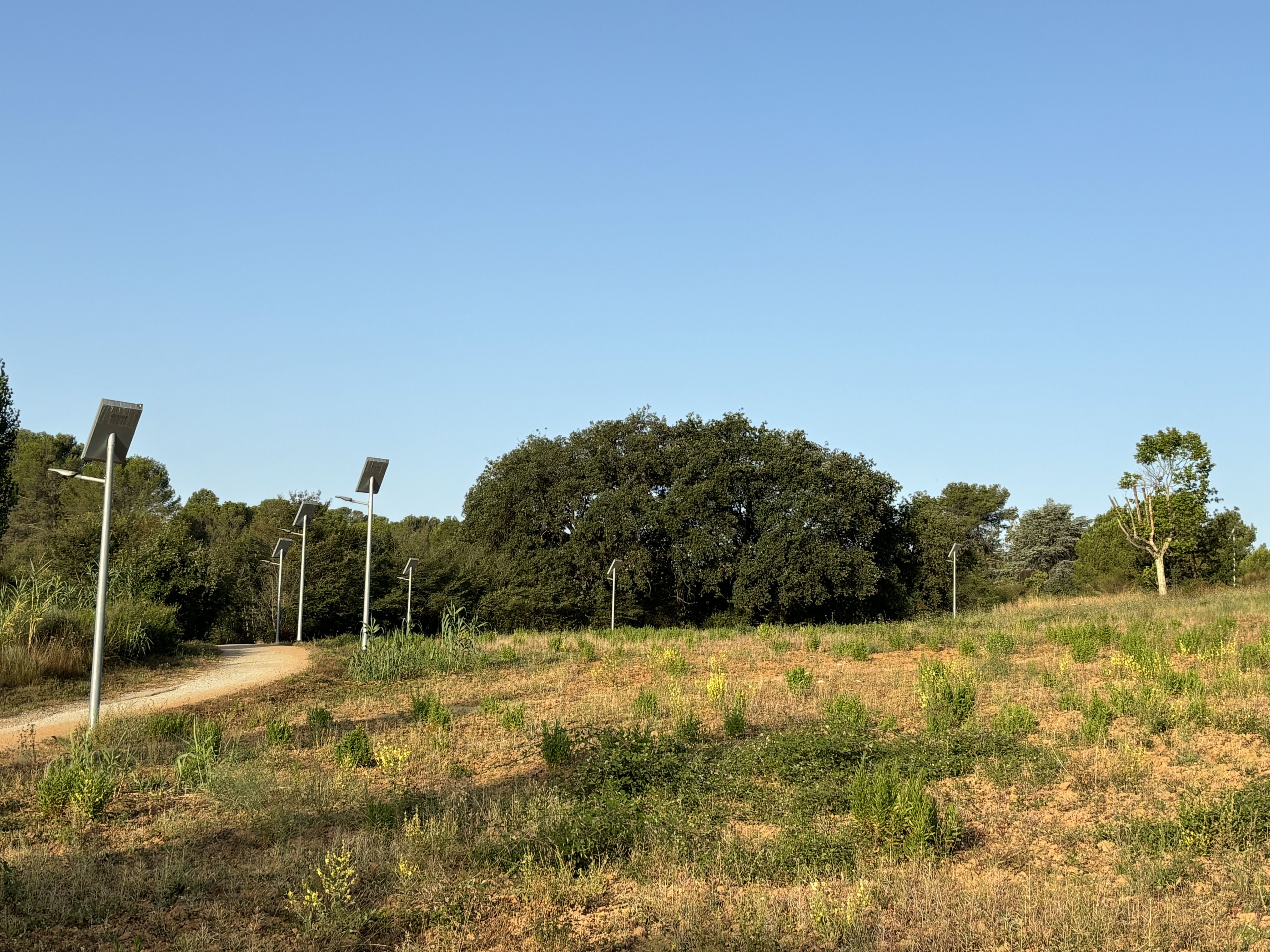 Roure de Sant Crist. FOTO: Arxiu 