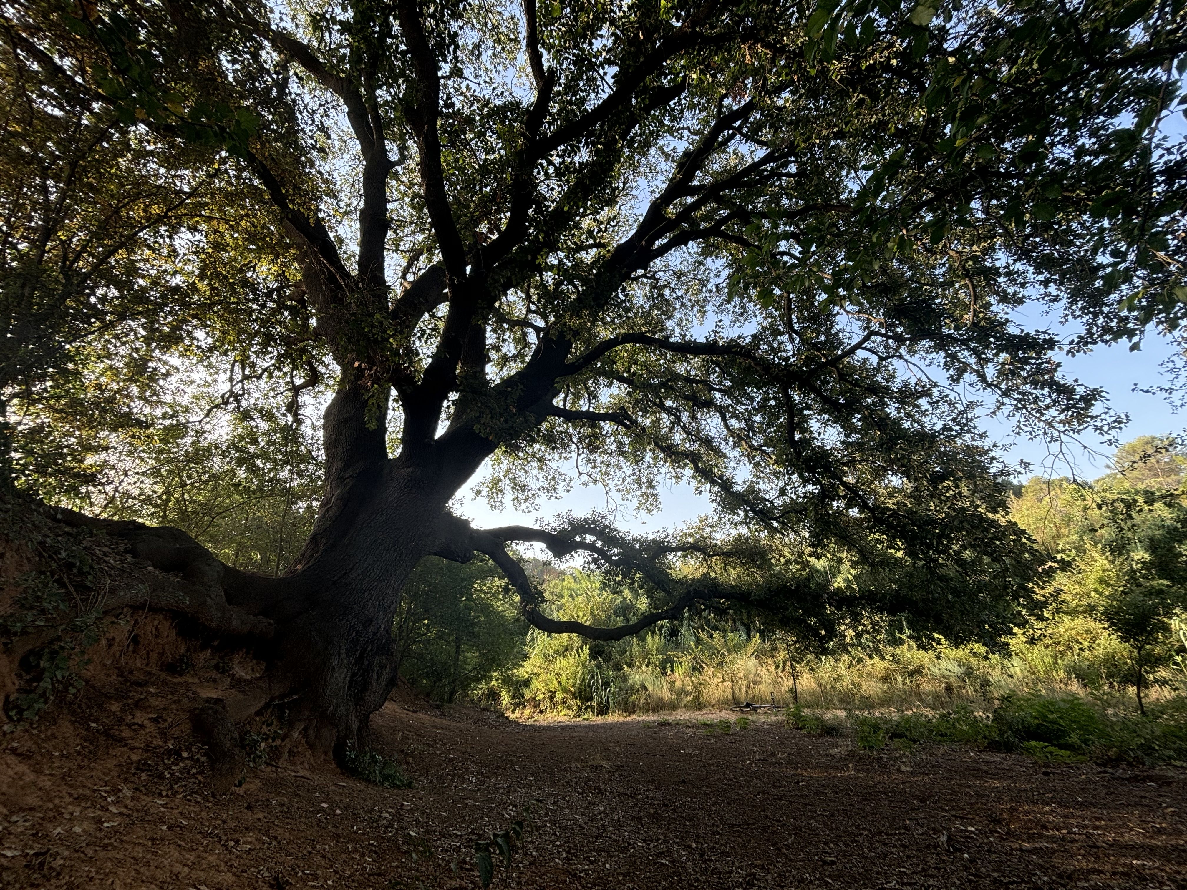 Roure de Sant Crist. FOTO: Arxiu 
