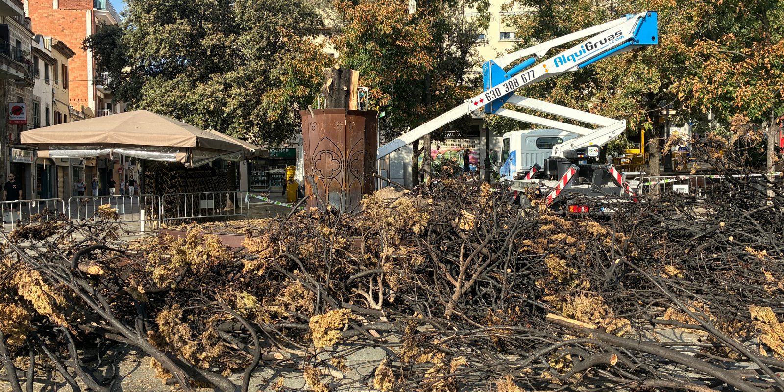 Sant Cugat diu adeu al xiprer de la plaça d'Octavià. FOTO: TOT Sant Cugat