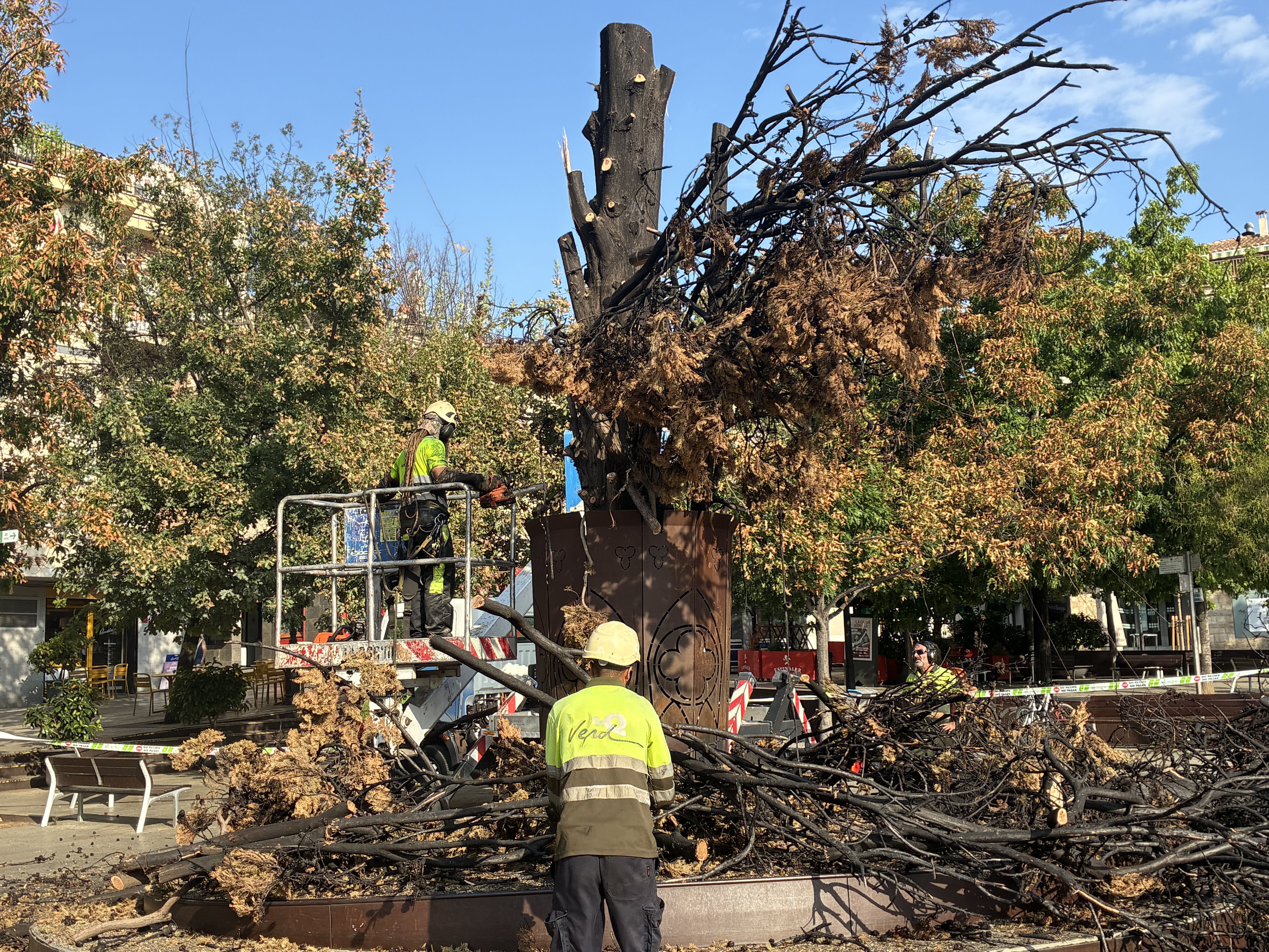Sant Cugat diu adeu al xiprer de la plaça d'Octavià. FOTO: TOT Sant Cugat