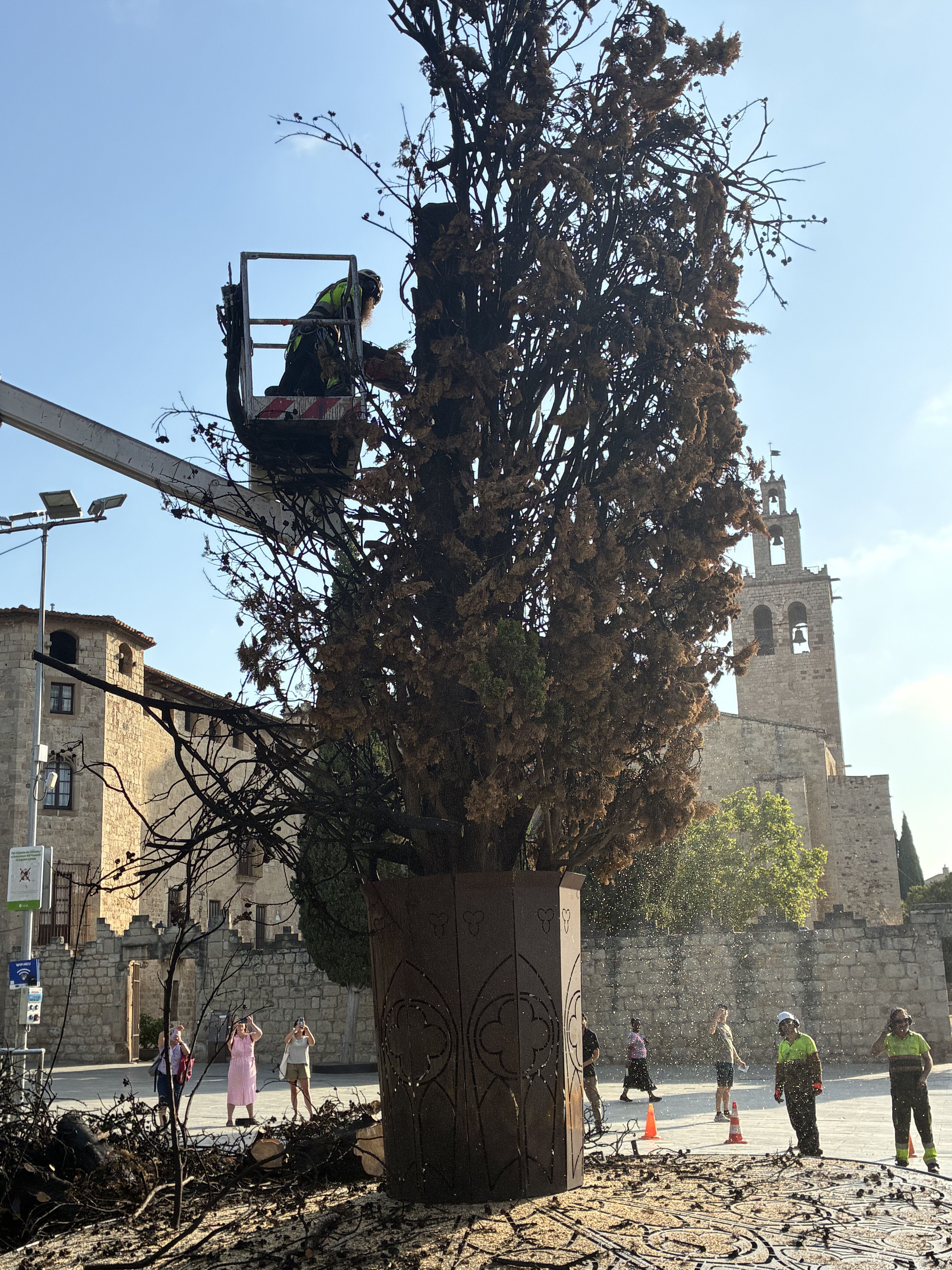 Sant Cugat diu adeu al xiprer de la plaça d'Octavià. FOTO: TOT Sant Cugat