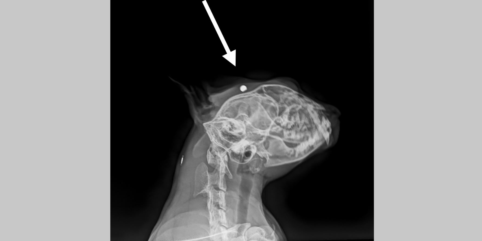 La radiografia del gat, amb el balí FOTO: Cedida