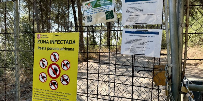 Restriccions al medi natural pel brot de pesta porcina africana. FOTO: ACN.