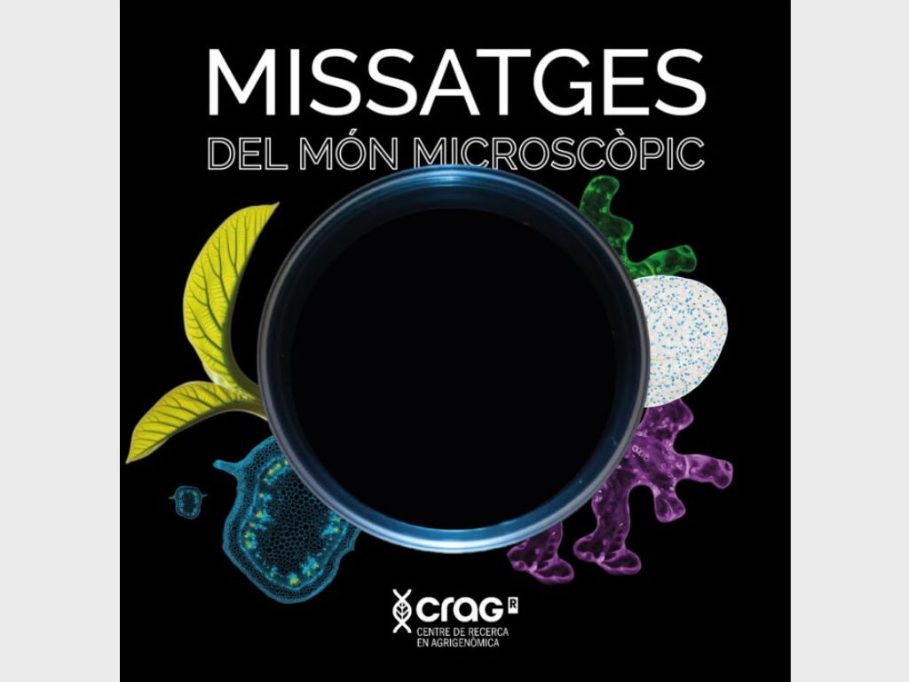 exposicio missatges del mon microscopic