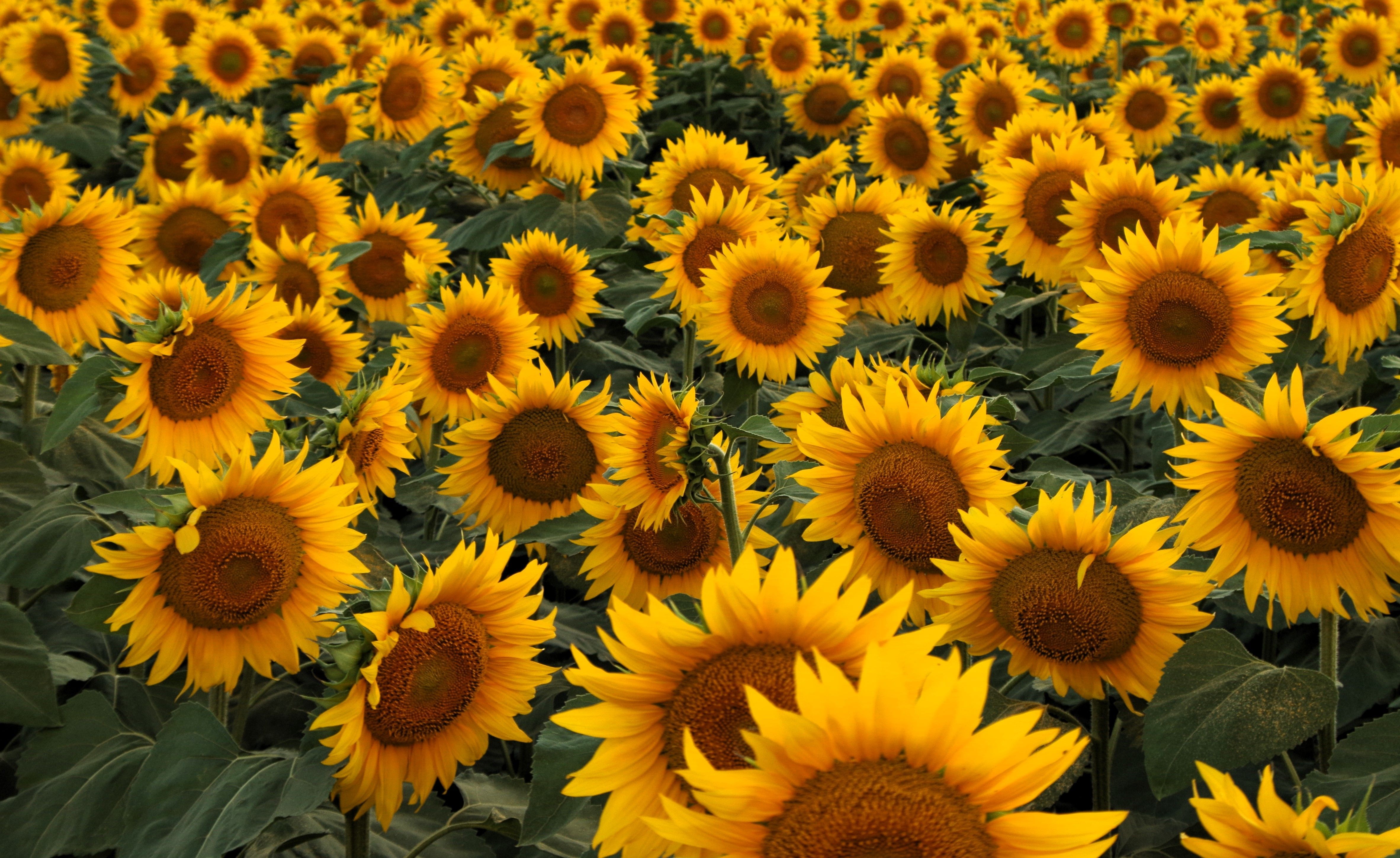 Imatge Sol Solet d'Albertusé Cubero