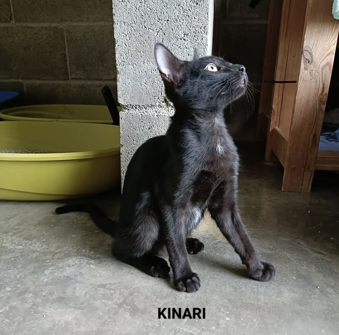 ANIMALS KINARI IMG 6868