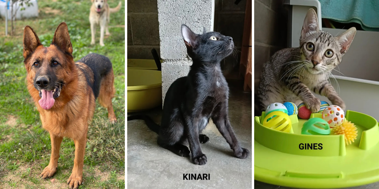 Animals en adopció: Bor, Kinari i Gines. FOTO: Cedida