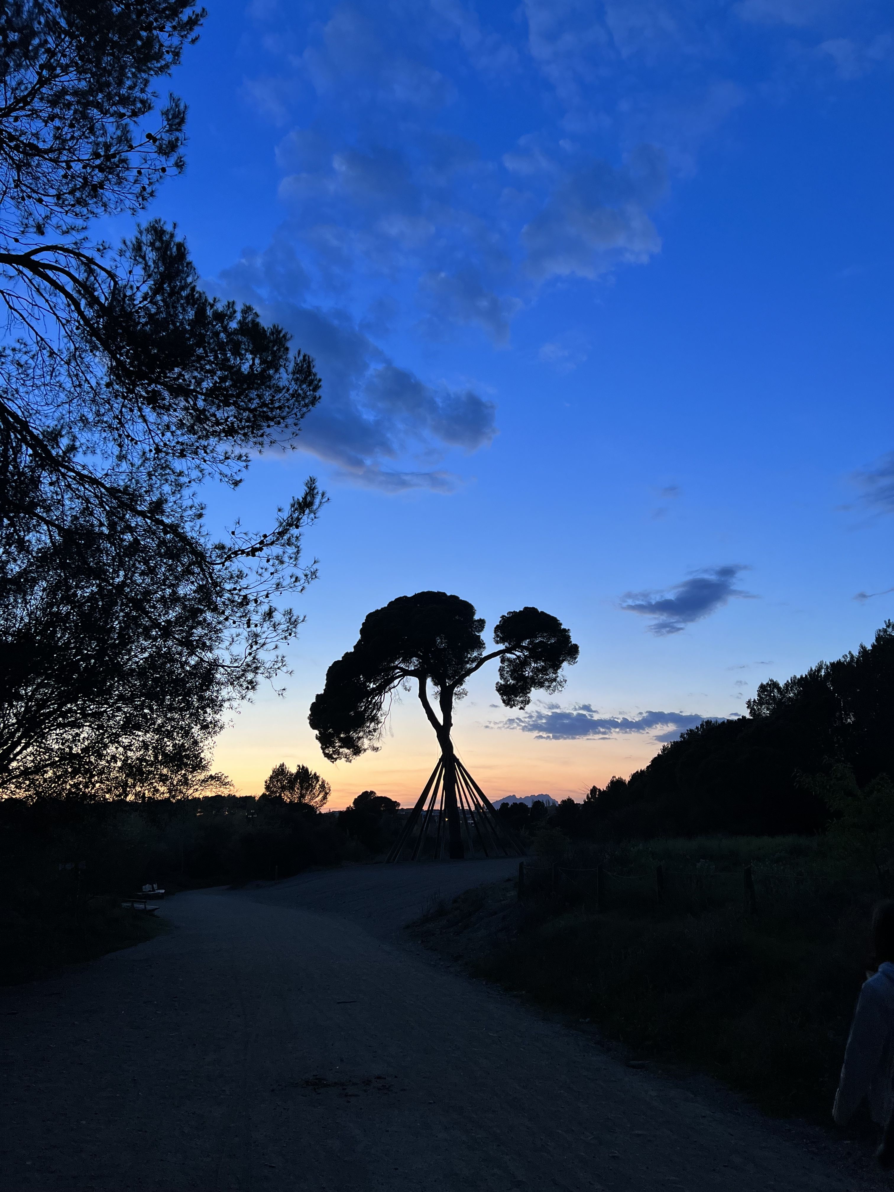 Pi d’en Xandri · Sant Cugat del Vallès FOTO: Martina Llamas Jiménez