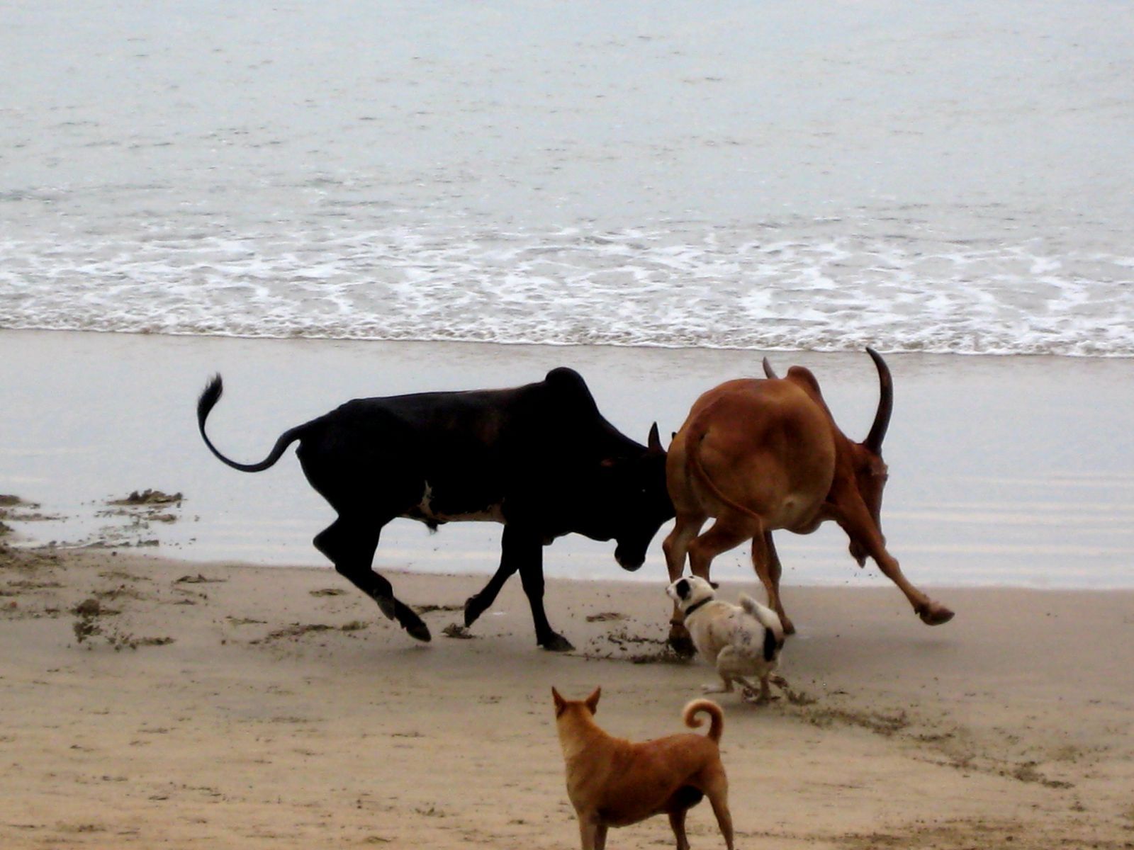 El ball dels bous · Goa, Índia FOTO: Roi Zamir