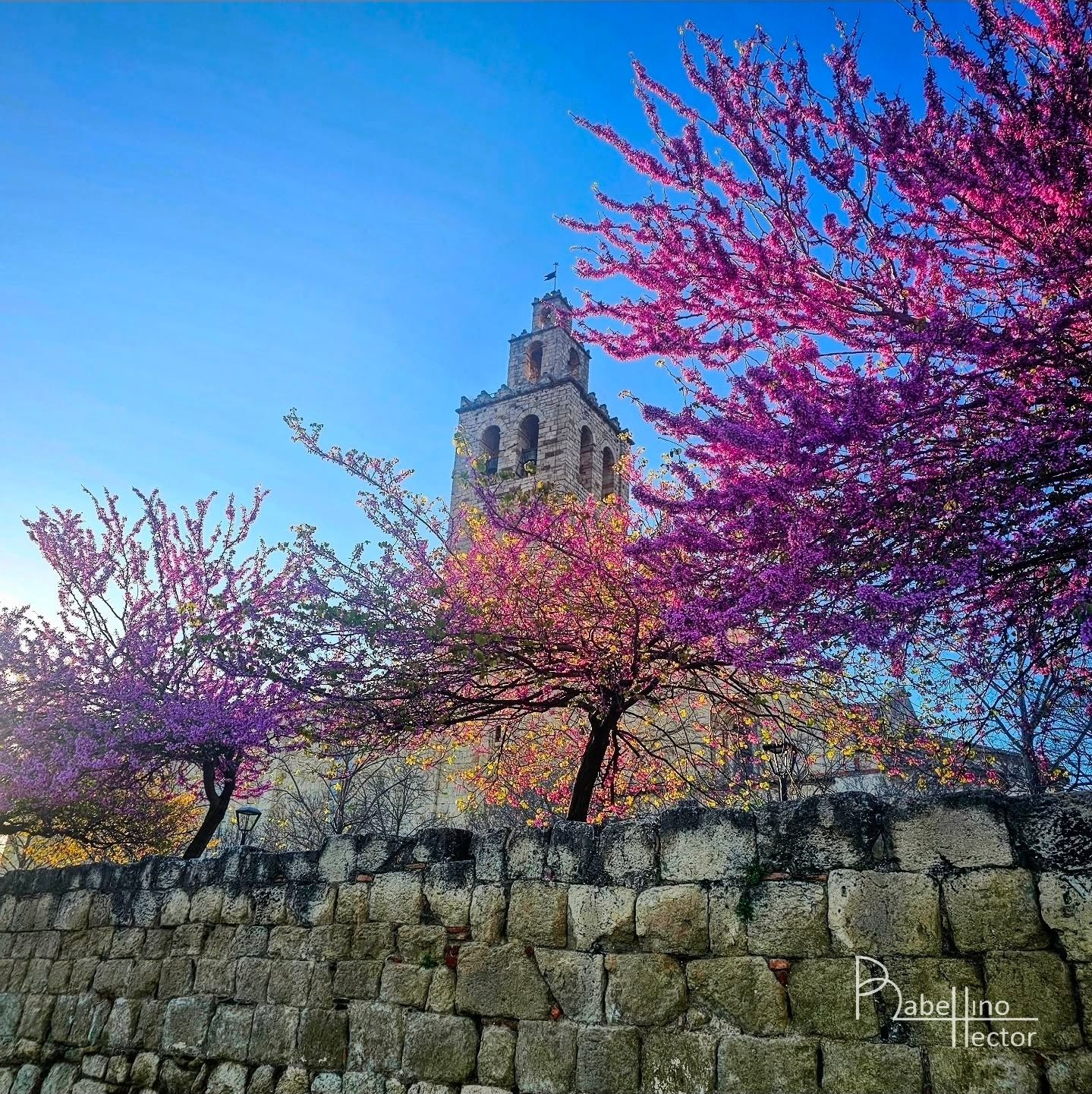Ha arribat la primavera · Sant Cugat del Vallés FOTO: Hector Rabellino