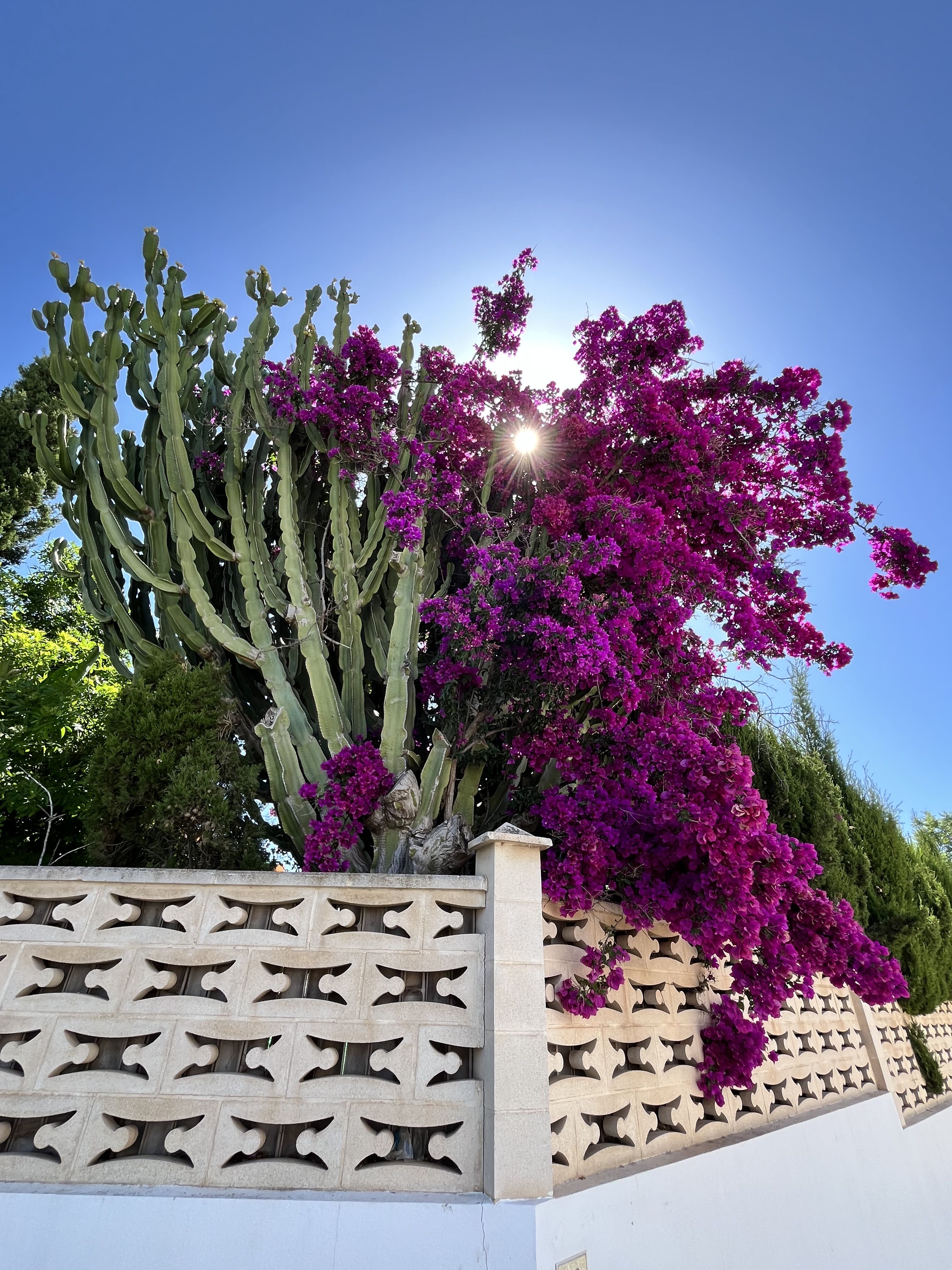 Luz de Verano  Llum d'estiu · Ibiza FOTO: Jennifer Portugués Page