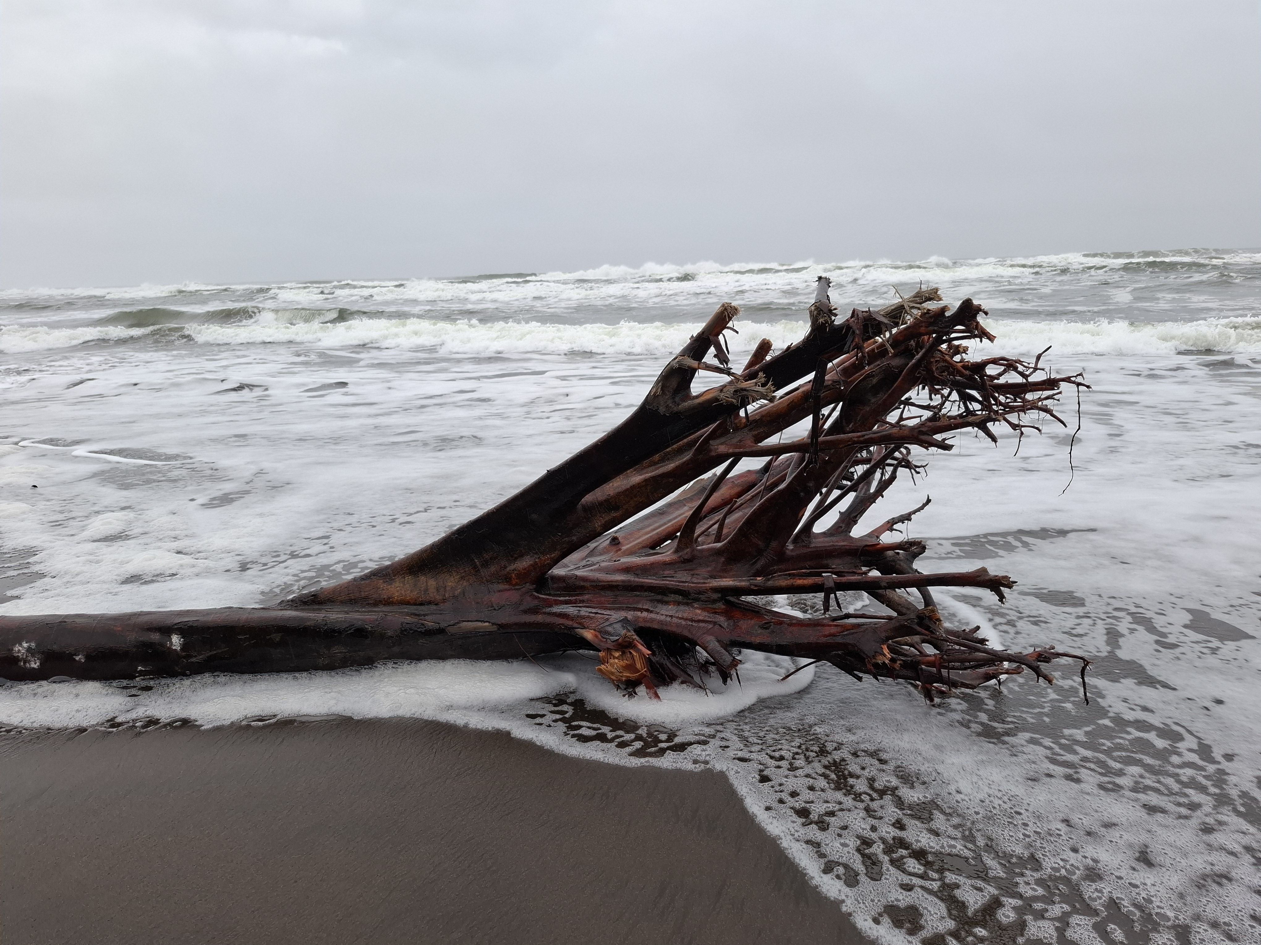 A la deriva · Tortuguero (Mar del Carib) Costa Rica FOTO:Immaculada Pi Basolas
