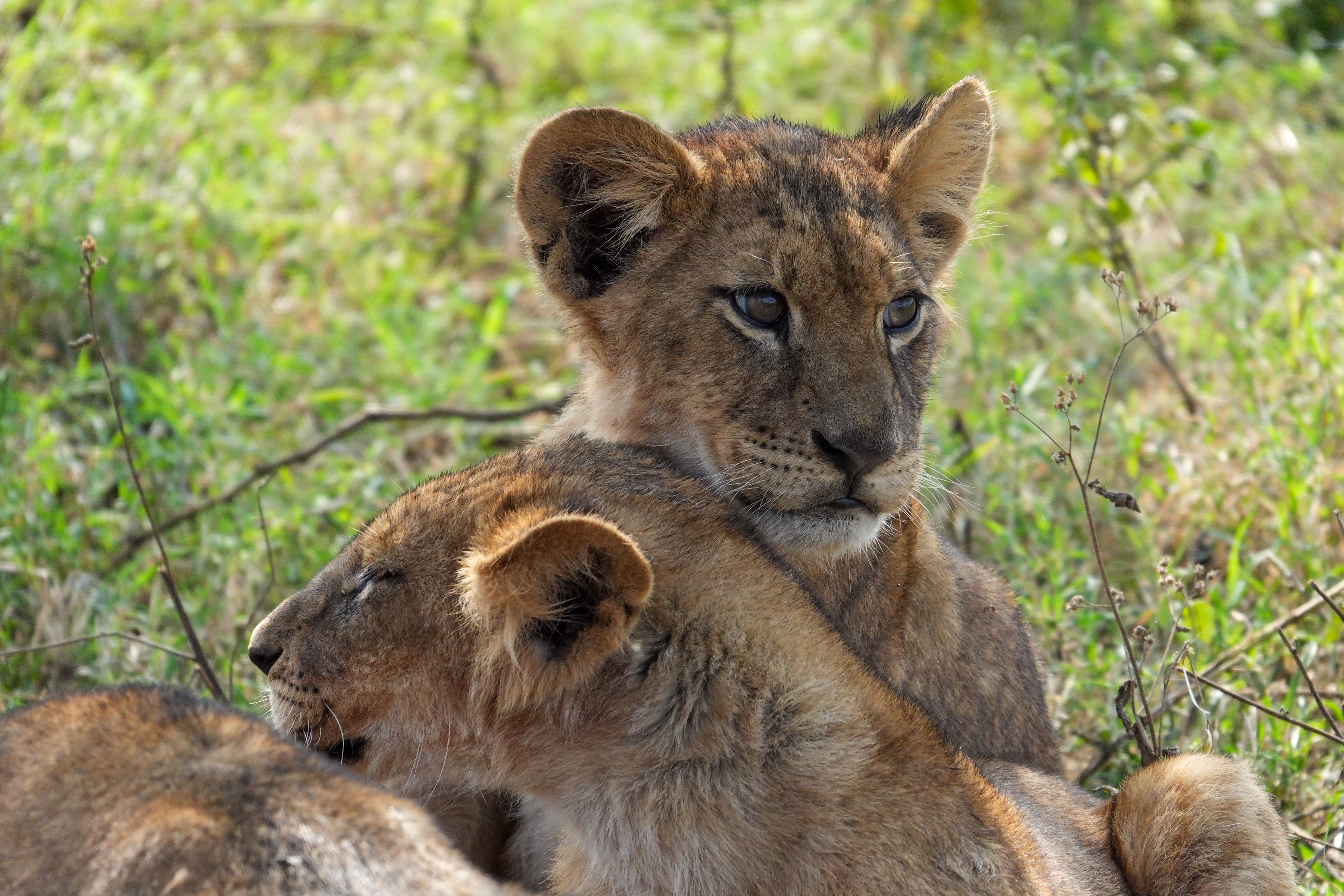 Abans de ser reis · Masai Mara, Kenia FOTO: Roser Solanes Lladonosa