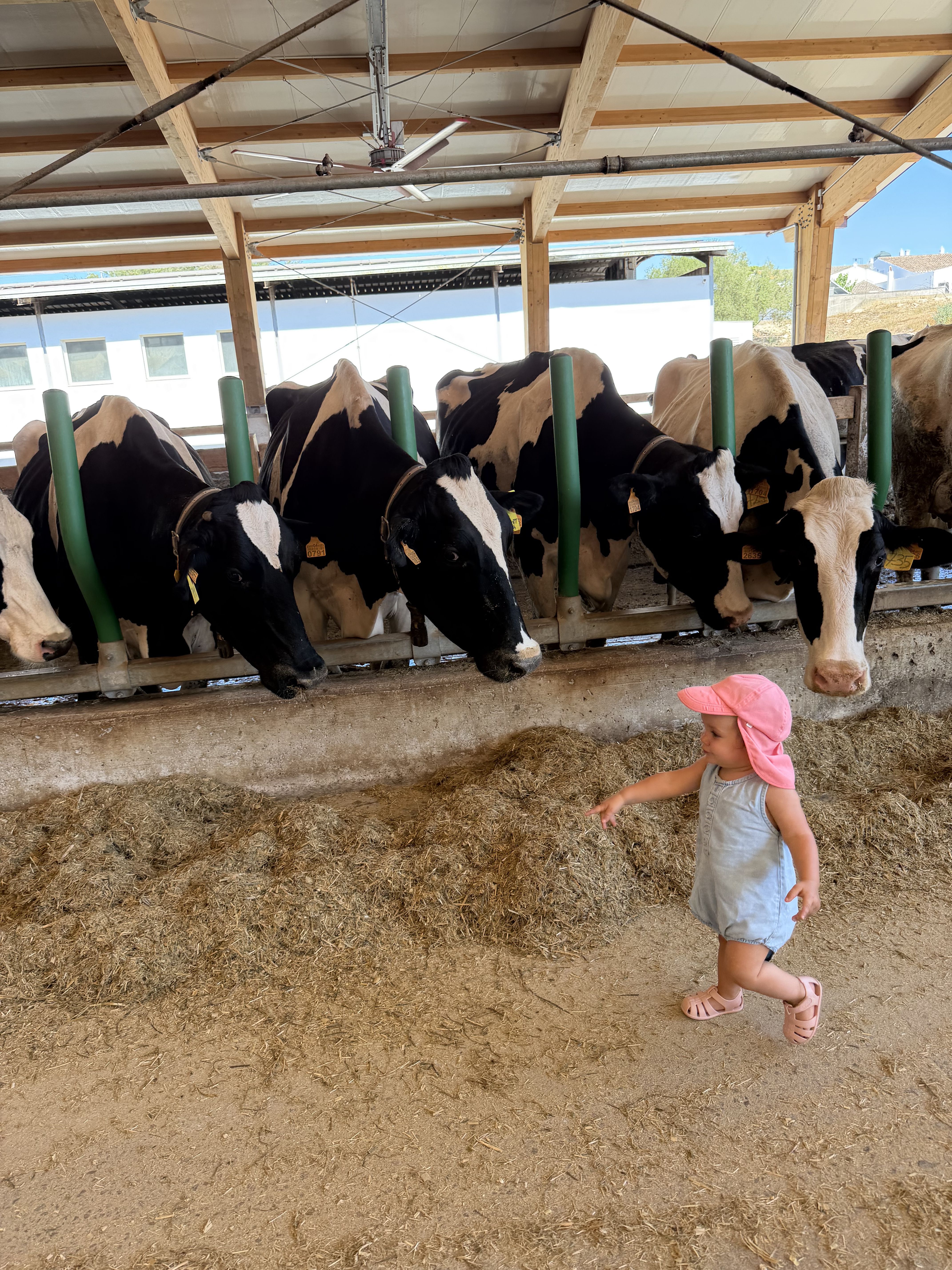 Aixo es una nena Muuuuuu!!!! · Menorca, Granja Subaida FOTO: Natalia Kuzmak Kuzmak