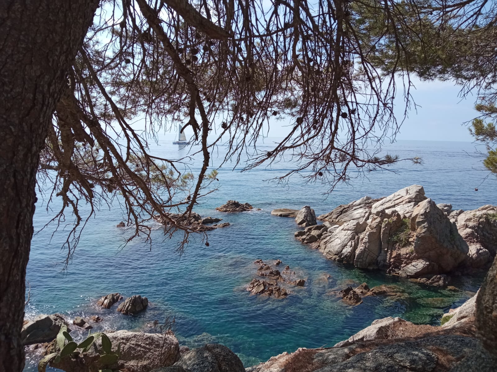 Amagatall per a navegants que les branques no abasten · Lloret FOTO: Mercè Roselló Campdesuñer