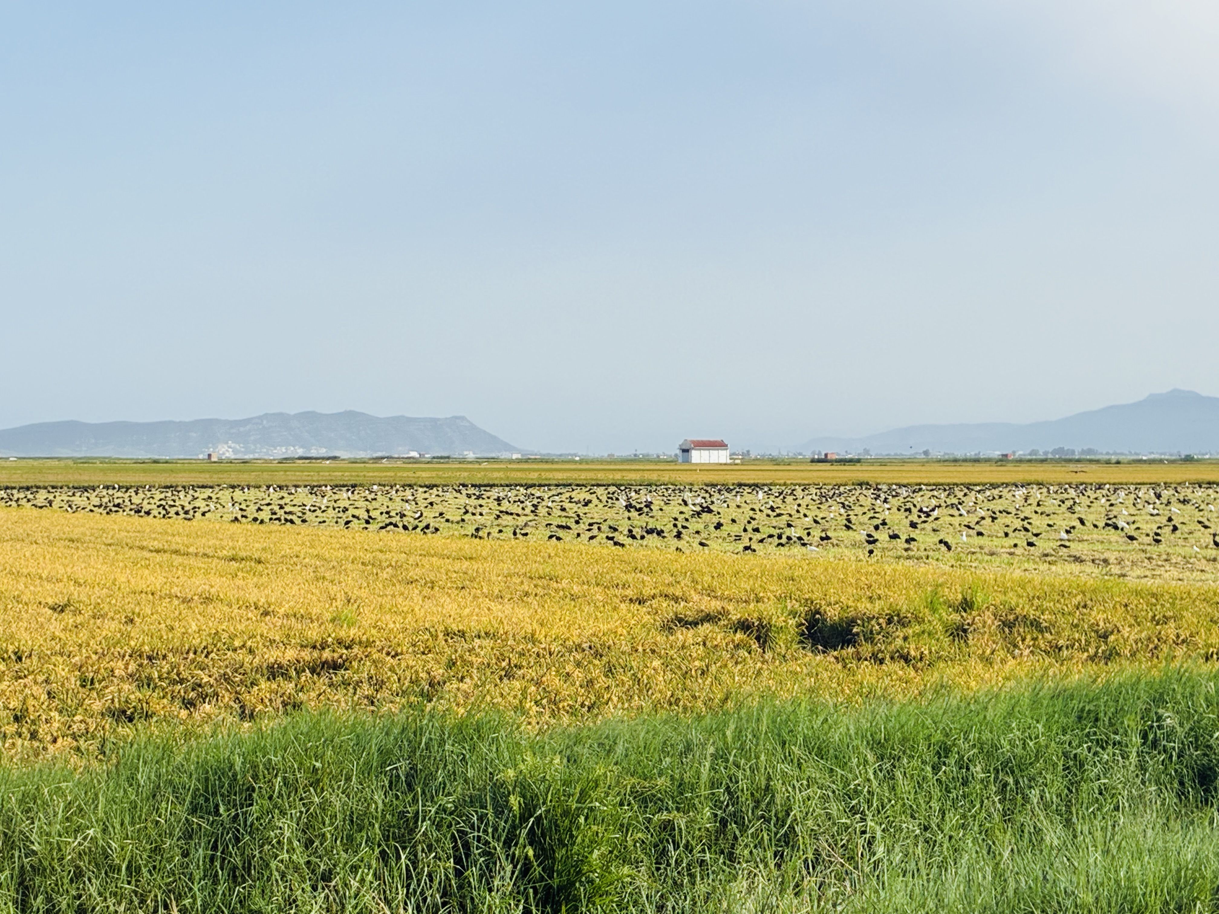 Aves comiendo sólo en los arrozales segados · València FOTO: Héctor Rubén Boix Alonso