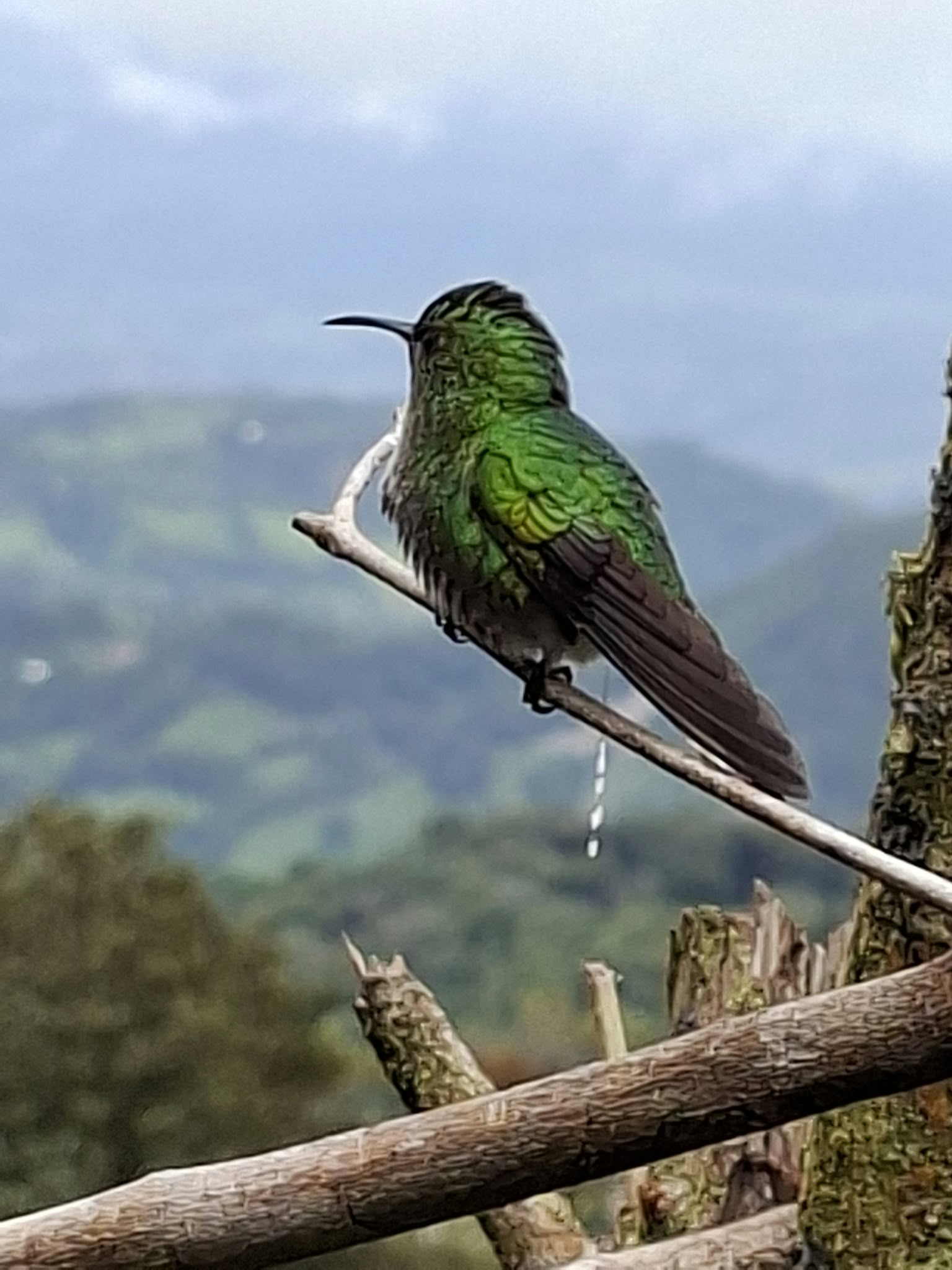 Colibrí · Monteverde (Costa Rica) FOTO: Immaculada Pi Basolas