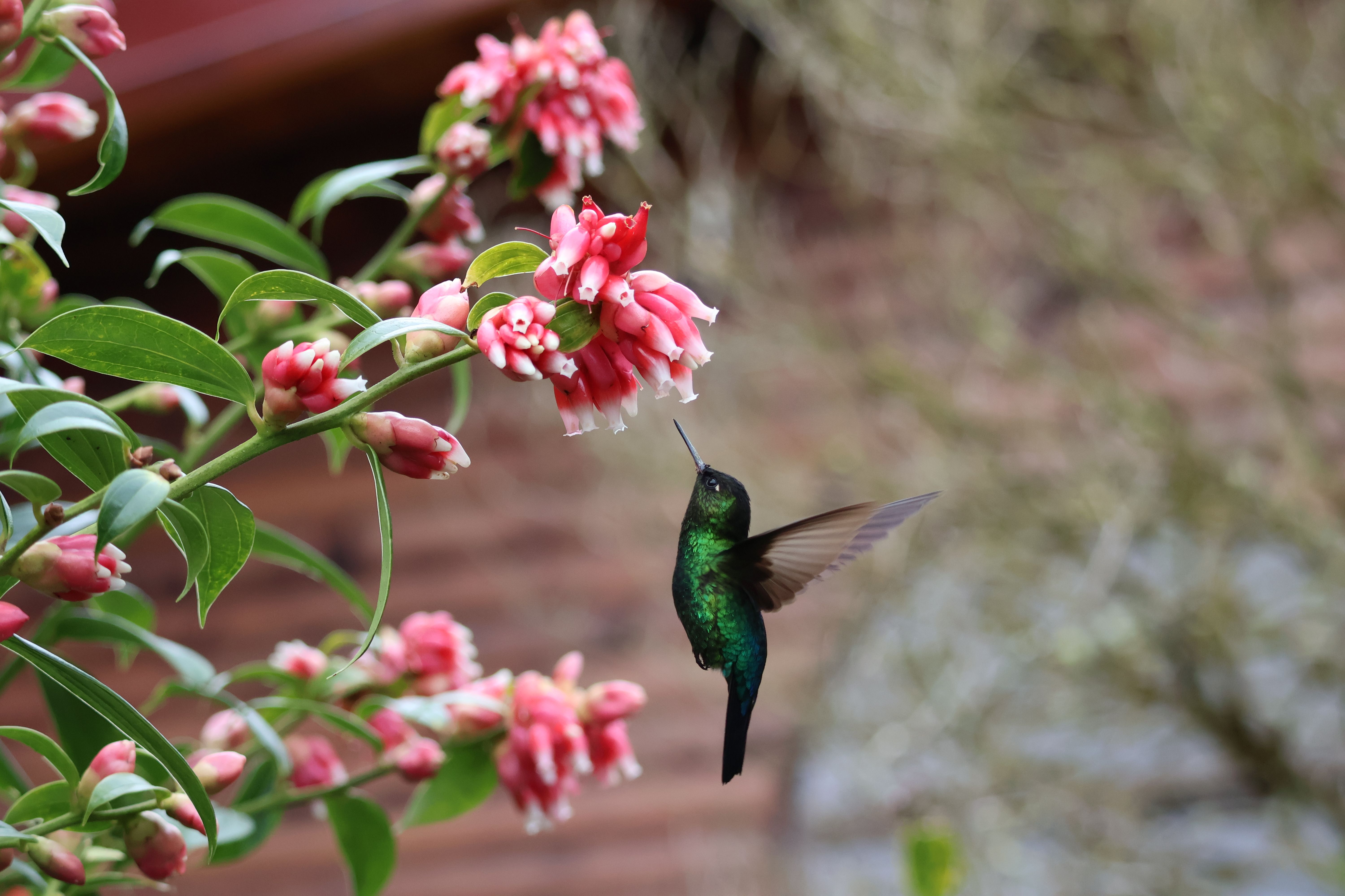 Colibrí en flor · Costa Rica FOTO: Maria Llobet Farré